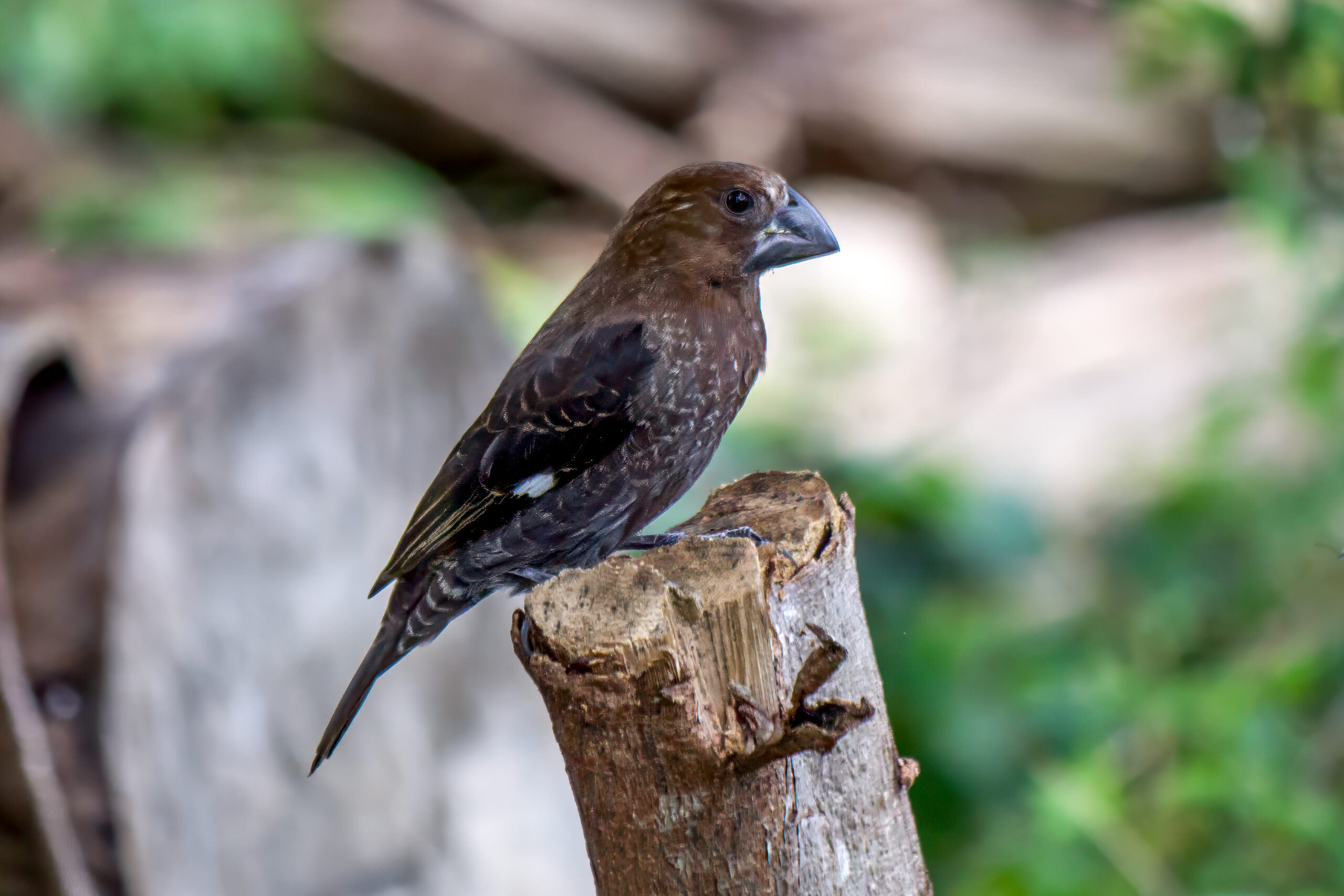 Tykknebbvever (Amblyospiza albifrons) @ St Lucia Estuary, Sør-Afrika. Foto: Håvard Rosenlund