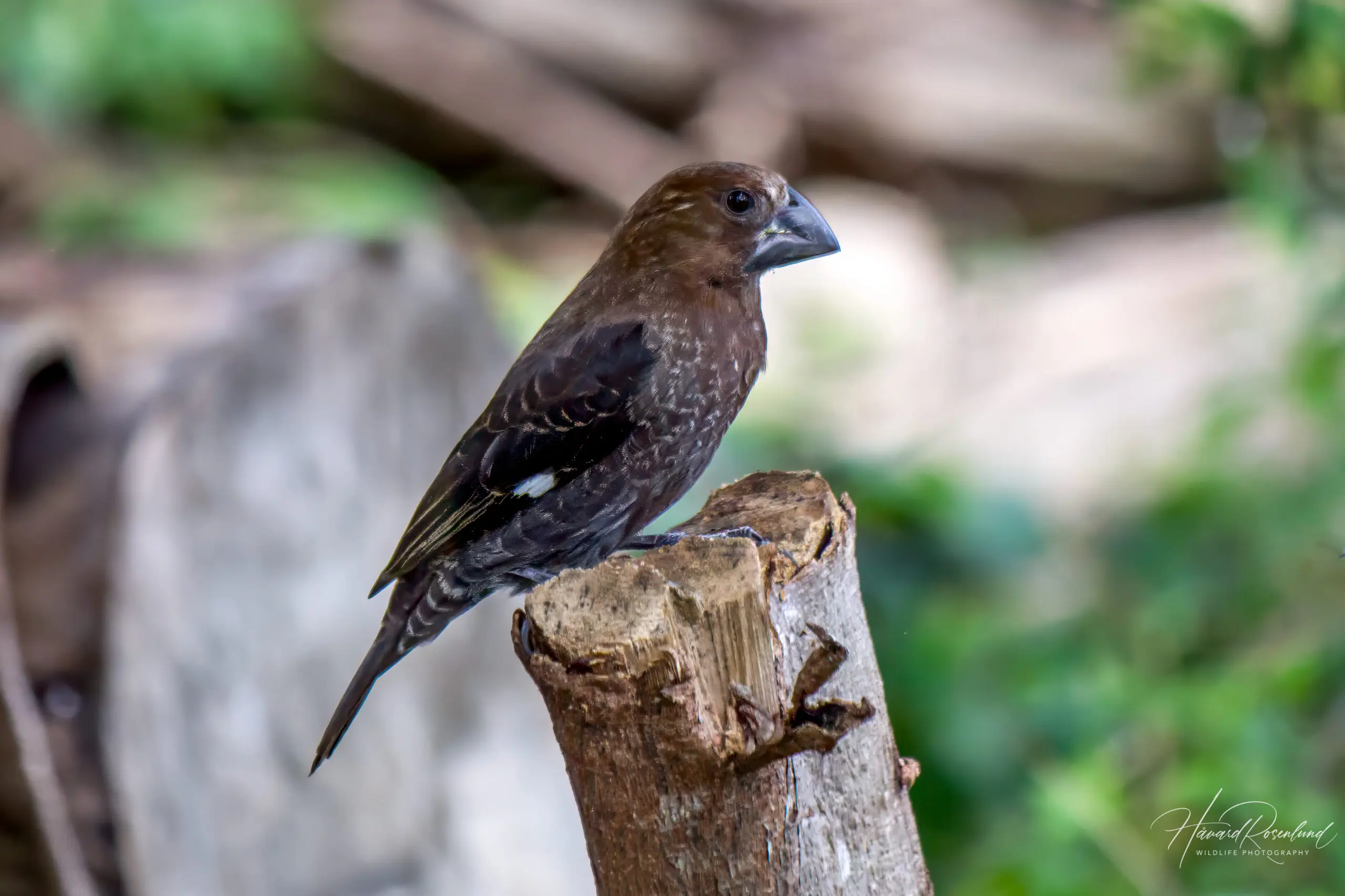 Thick-billed Weaver (Amblyospiza albifrons) - Male @ St Lucia Estuary, South Africa. Photo: Håvard Rosenlund