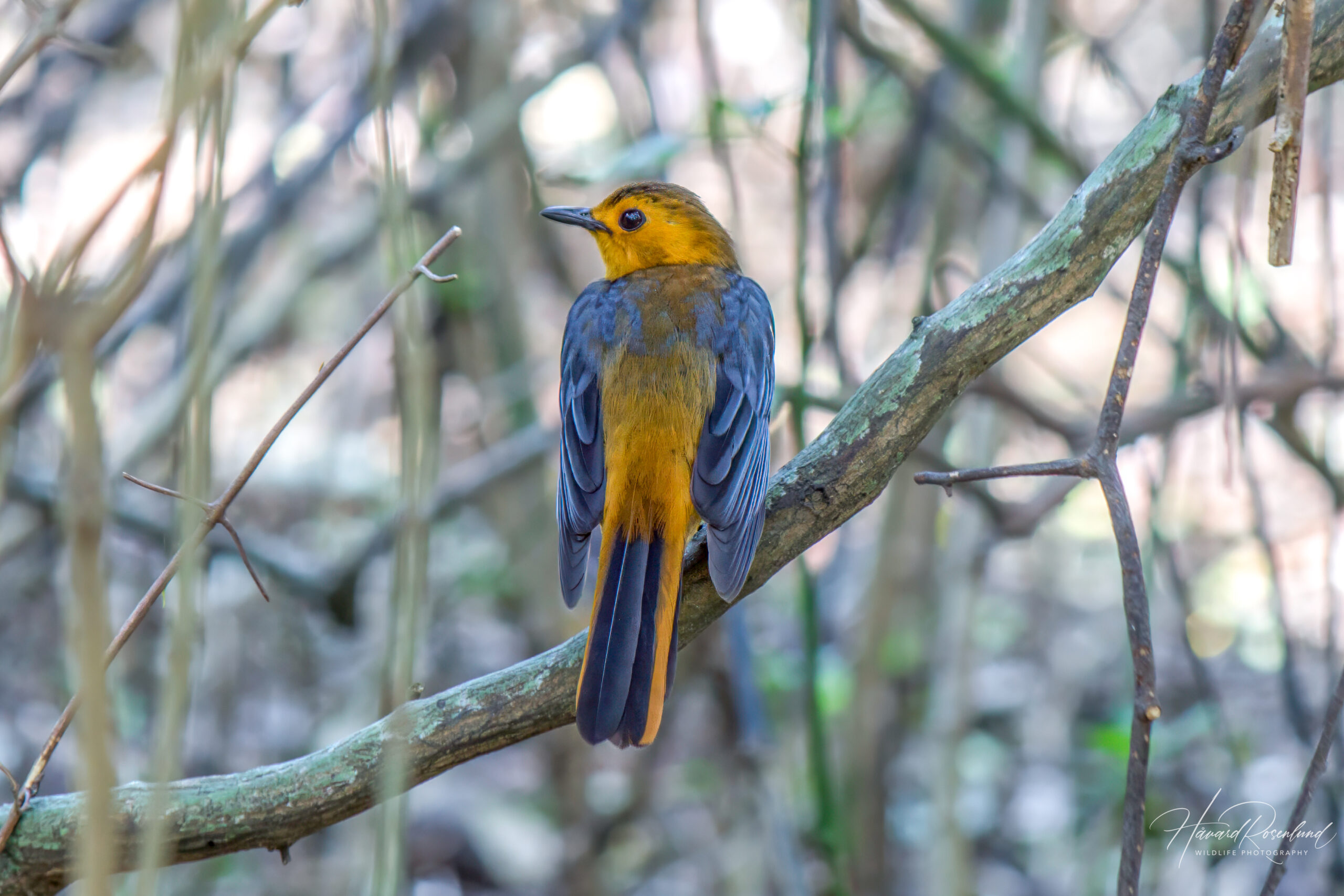 Red-capped Robin-chat @ St Lucia Estuary, South Africa. Photo: Håvard Rosenlund