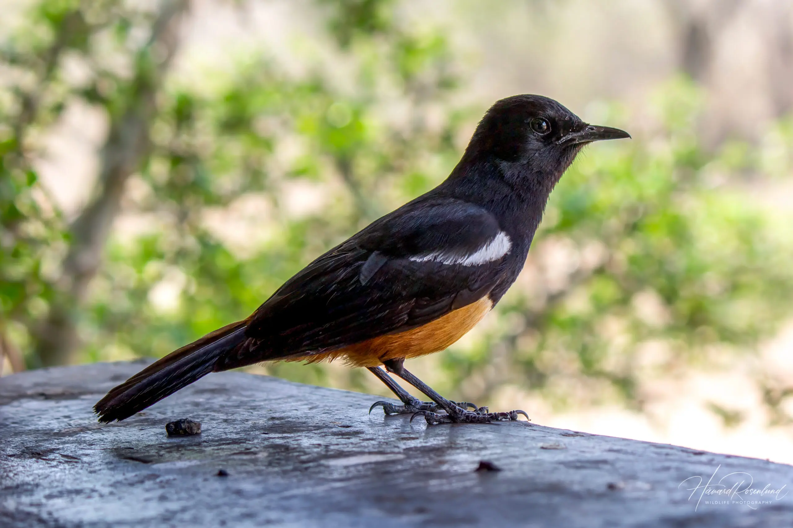 Mocking Cliff-Chat - Male @ Hluhluwe-iMfolozi Park, South Africa. Photo: Håvard Rosenlund