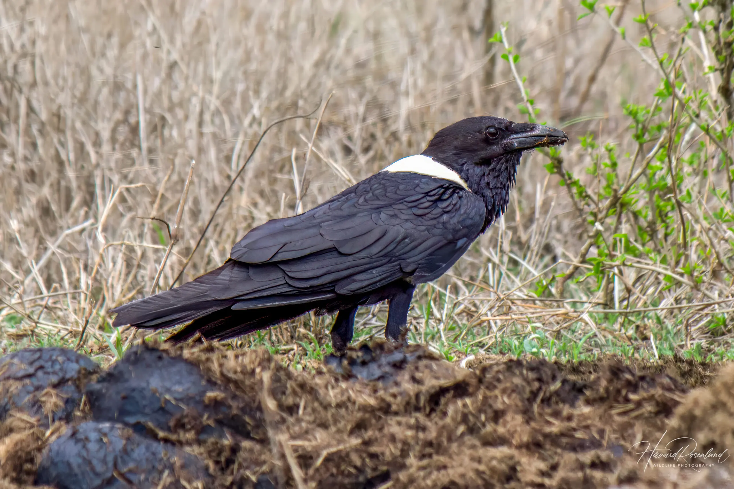 Pied Crow @ Hluhlwe-iMfolozi Park, South Africa. Photo: Håvard Rosenlund