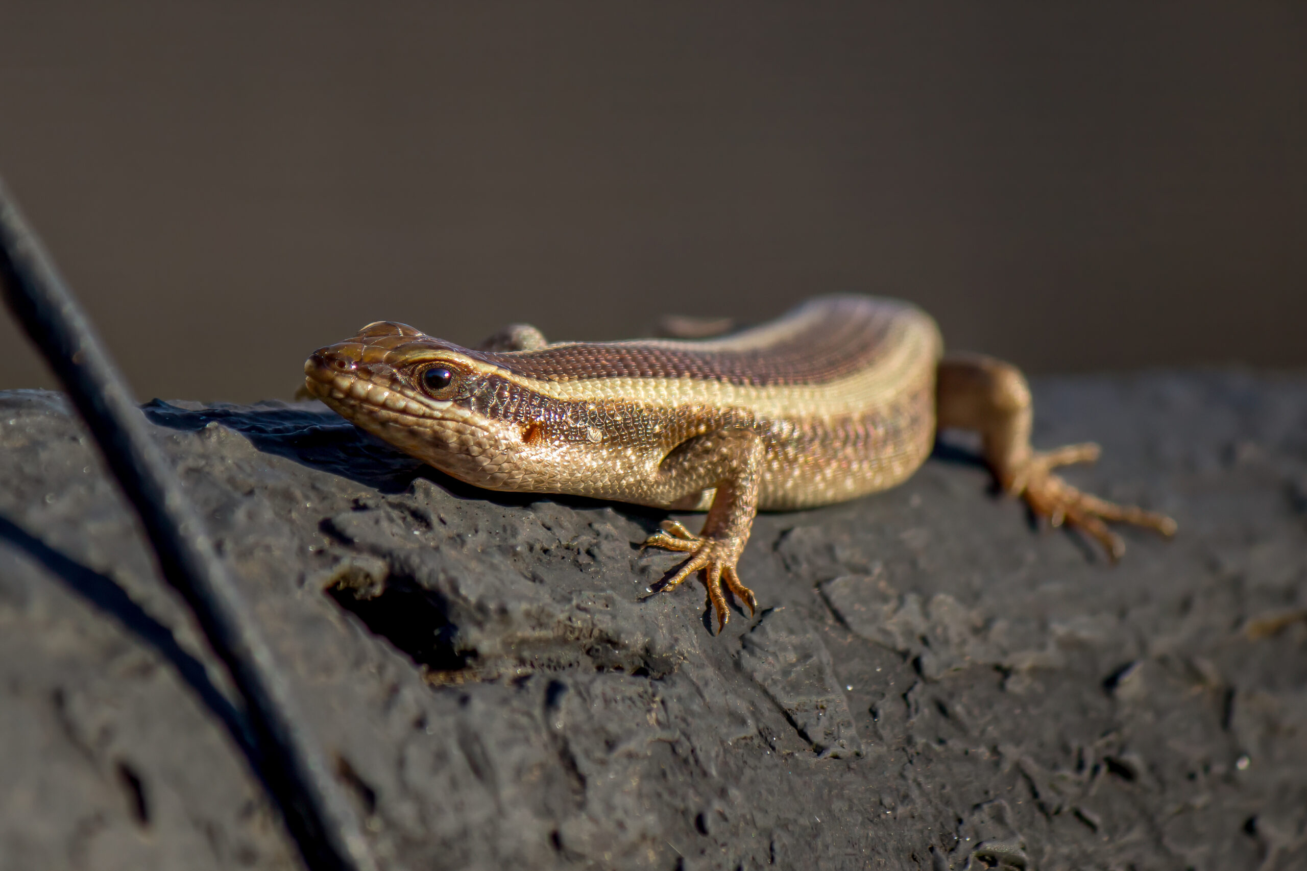 African Striped Skink (Trachylepis striata) @ Hluhluwe-iMfolozi Park, South Africa. Photo: Håvard Rosenlund