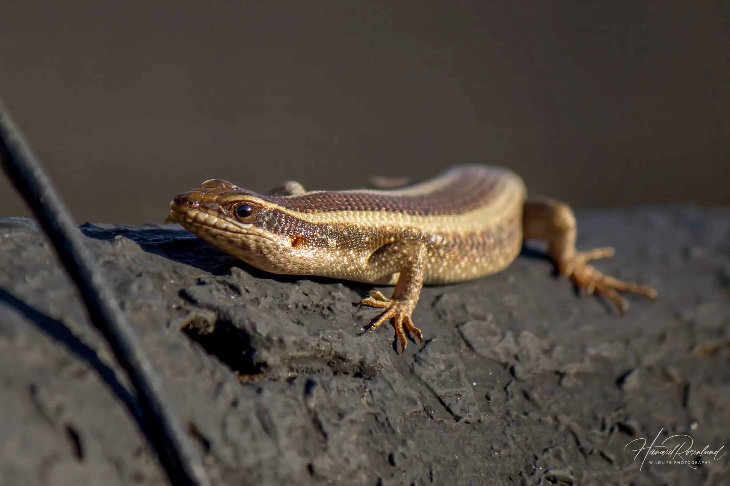 African Striped Skink (Trachylepis striata) @ Hluhluwe-iMfolozi Park, South Africa. Photo: Håvard Rosenlund