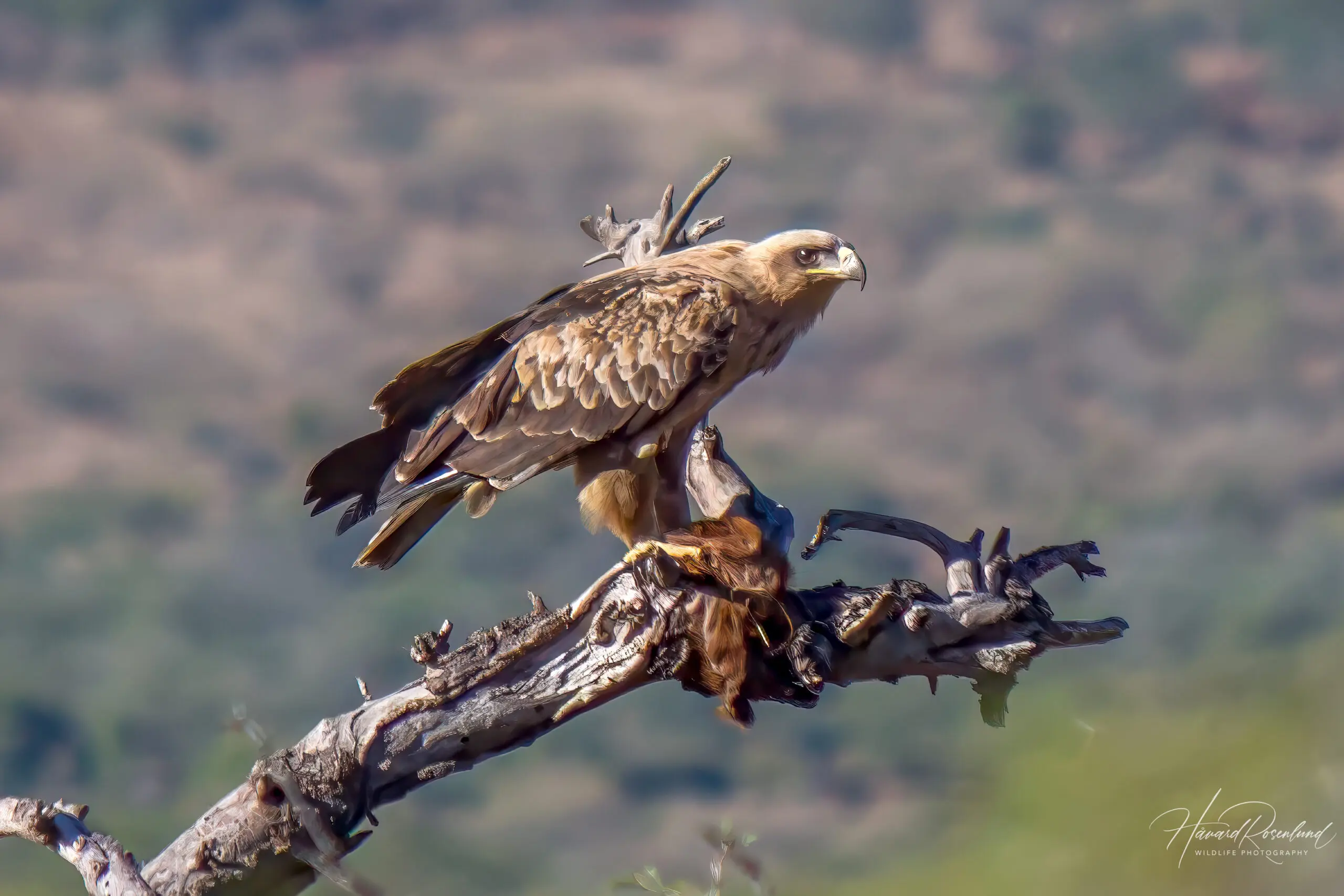 Tawny Eagle (Aquila rapax) @ Hluhluwe-iMfolozi Park, South Africa. Photo: Håvard Rosenlund