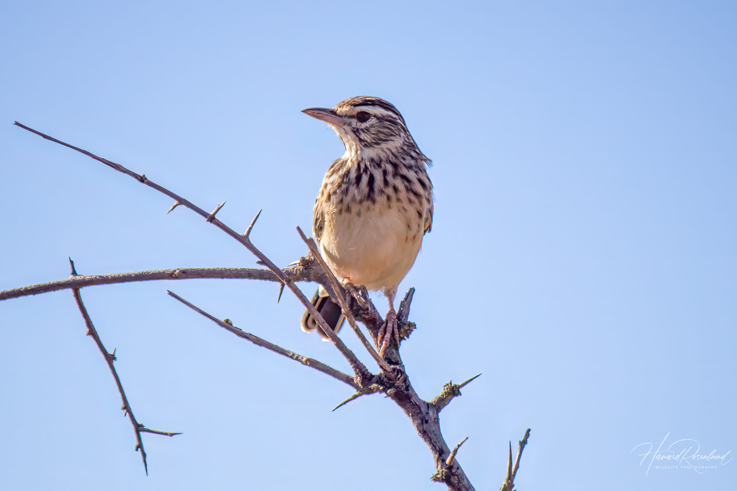 Sabota Lark (Calendulauda sabota) @ Hluhluwe-iMfolozi Park, South Africa. Photo: Håvard Rosenlund