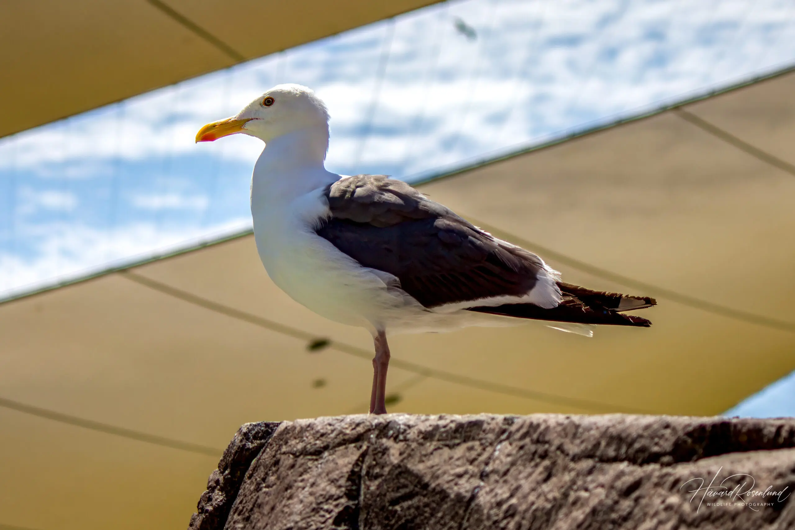 Western Gull @ San Diego, California, USA. Photo: Håvard Rosenlund