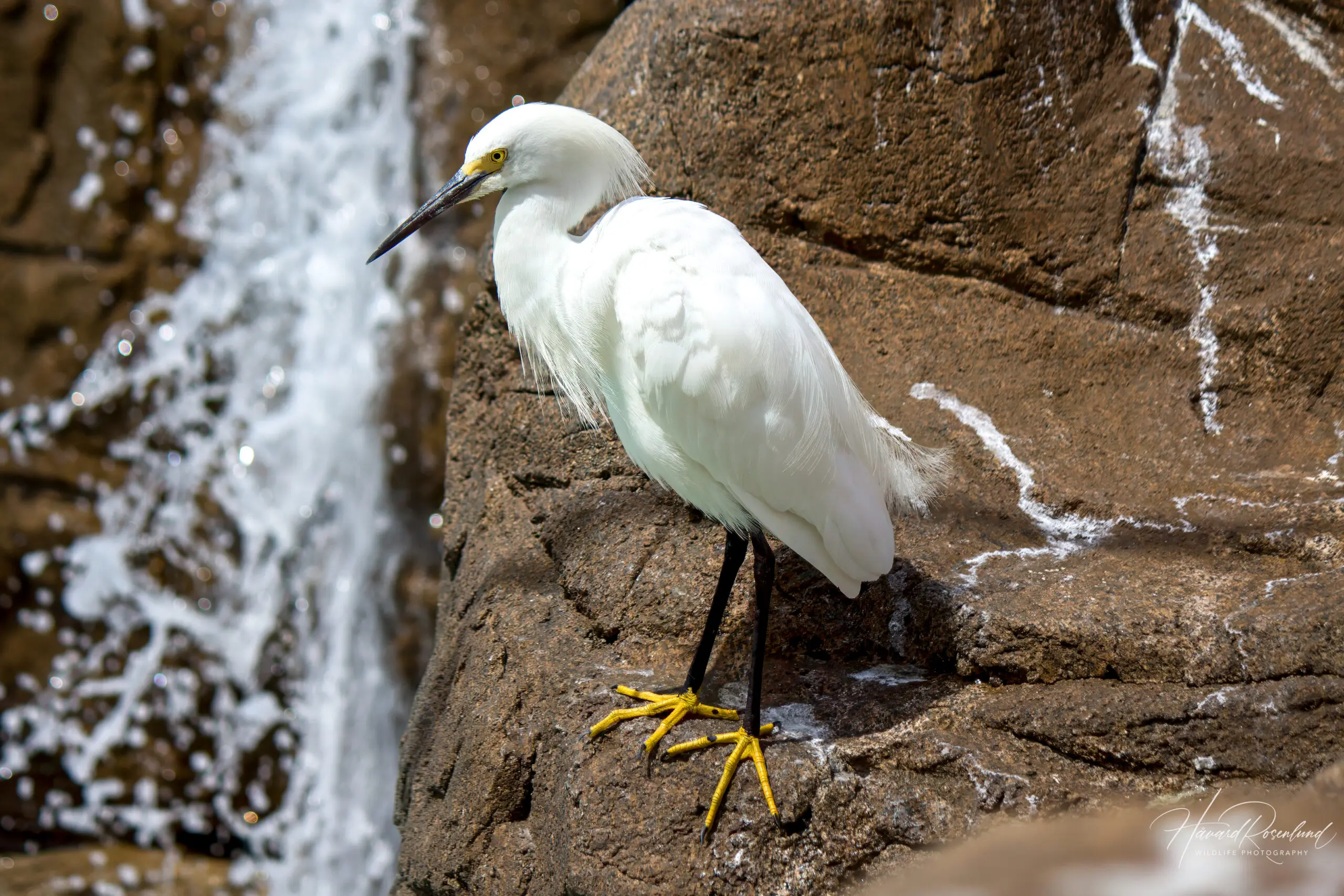 Snowy Egret @ San Diego, California, USA. Photo: Håvard Rosenlund