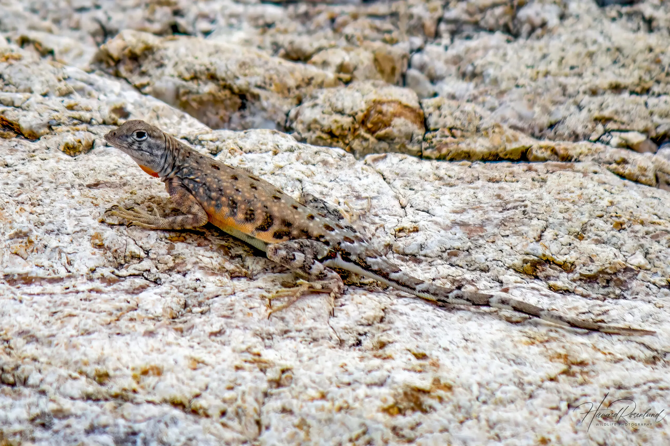 Greater Earless Lizard @ Sonoran Desert, Arizona, USA. Photo: Håvard Rosenlund