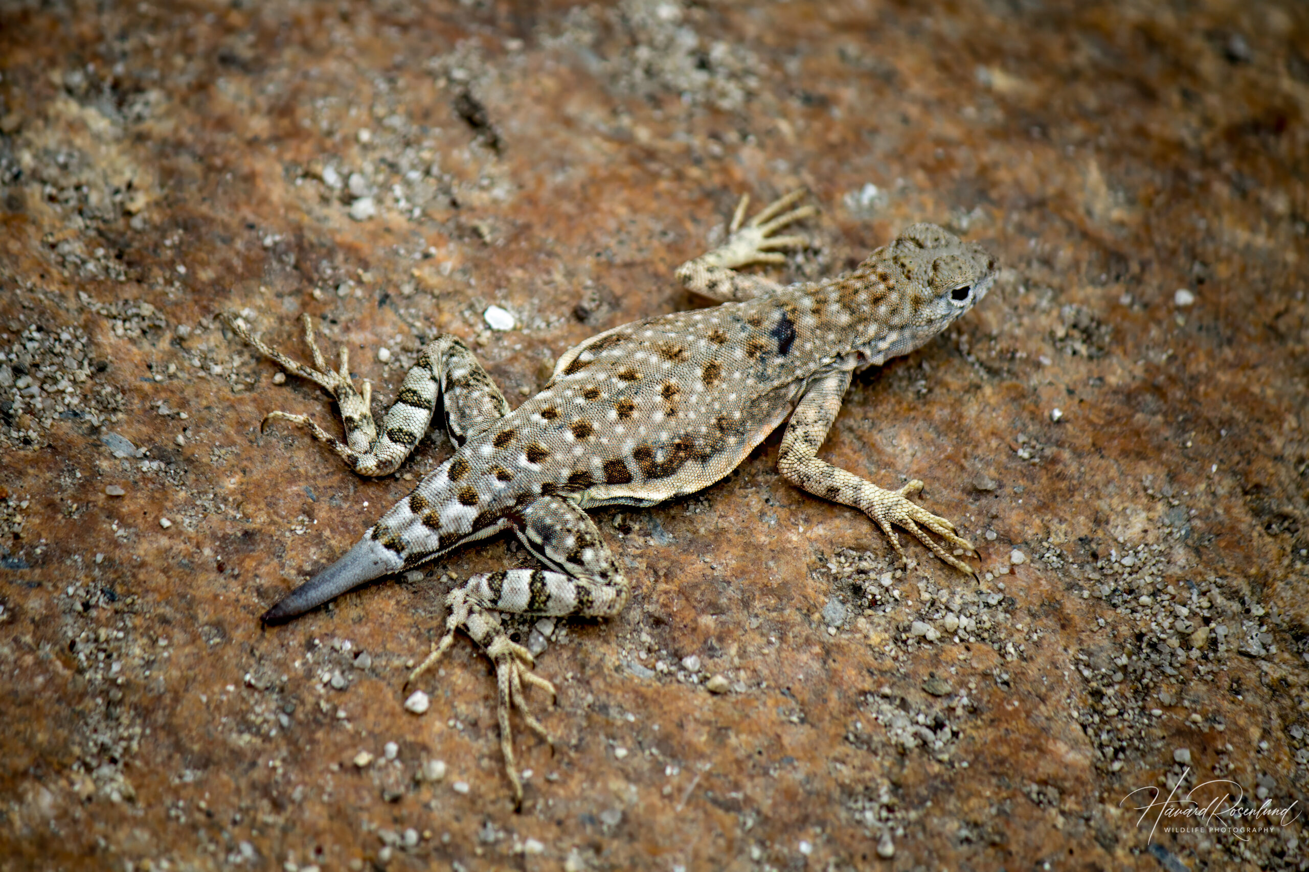 Greater Earless Lizard (Cophosaurus Texanus) | Wildlife Vagabond