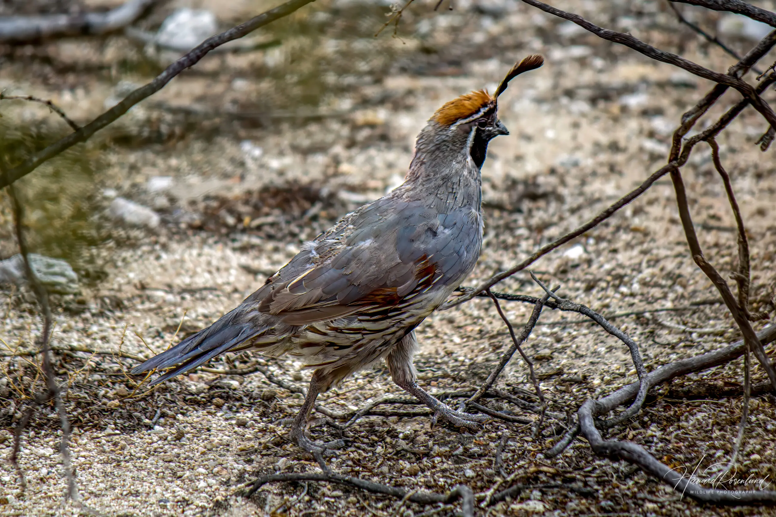 Gambel's Quail @ Sonoran Desert, Arizona, USA. Photo: Håvard Rosenlund