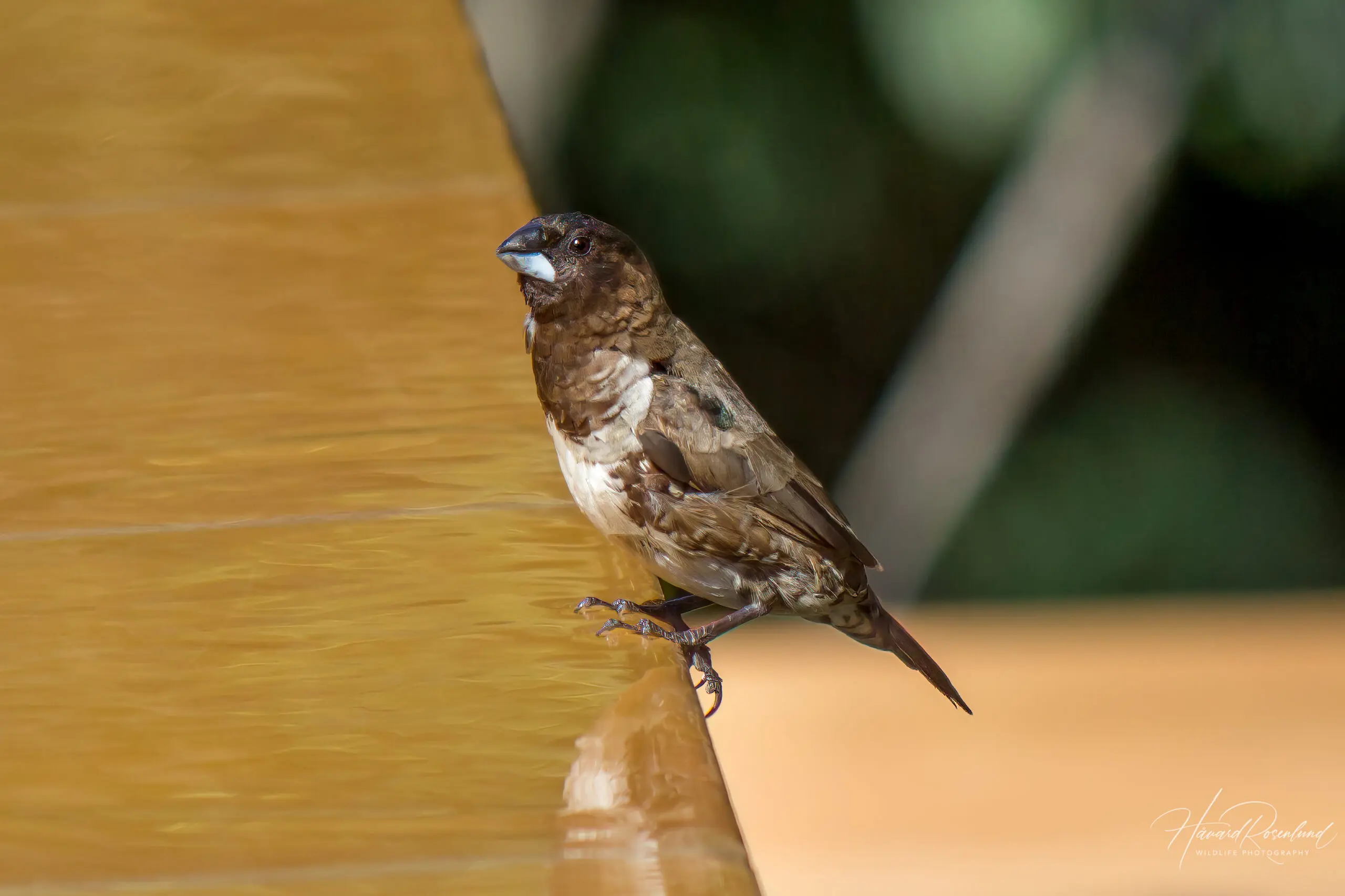 Bronze Mannikin (Spermestes cucullata) @ Thanda Private Game Reserve, South Africa. Photo: Håvard Rosenlund