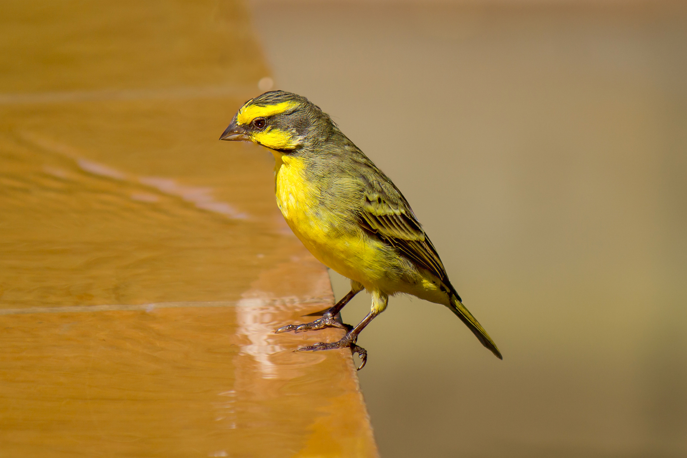 Yellow-fronted Canary (Crithagra mozambica) @ Thanda Private Game Reserve, South Africa. Photo: Håvard Rosenlund
