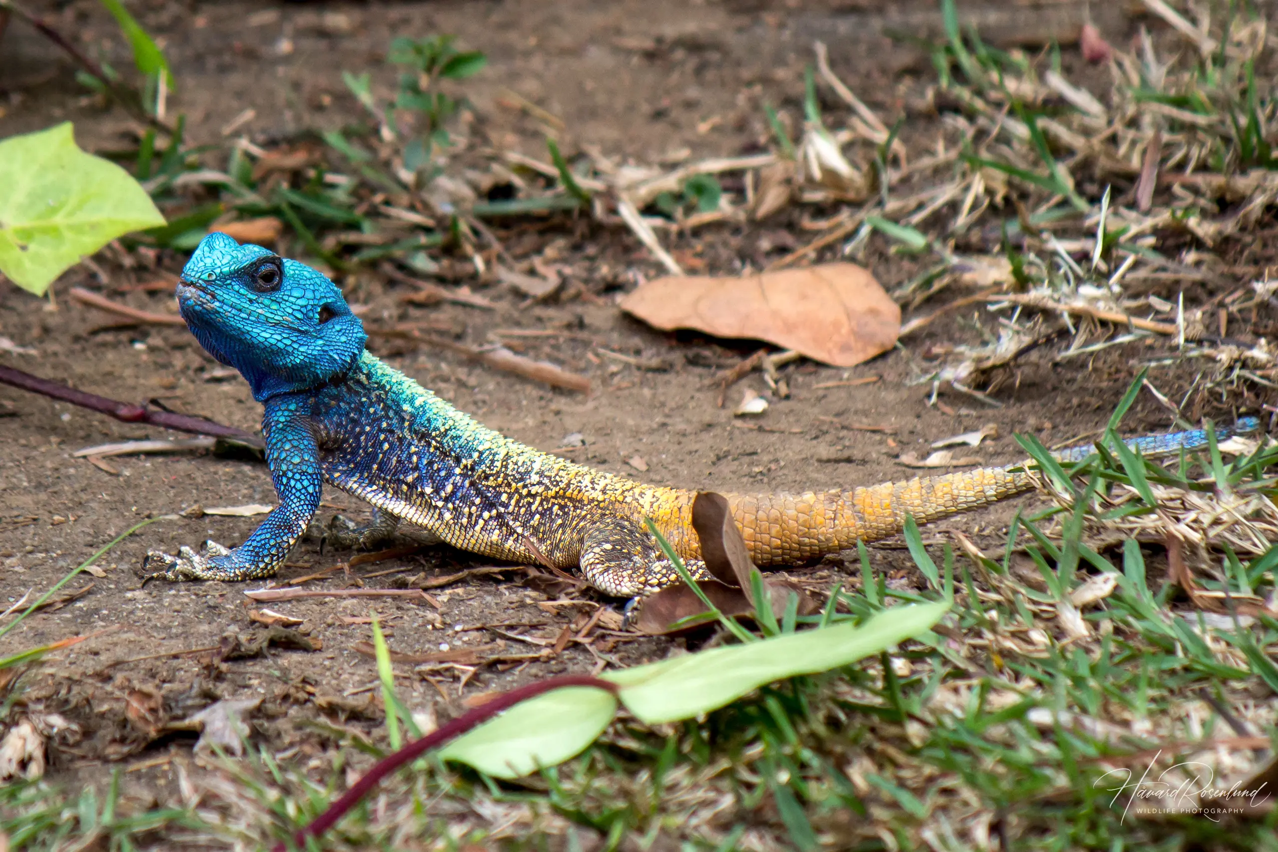 Southern Tree Agama @ Pietermaritzburg, South Africa. Photo: Håvard Rosenlund