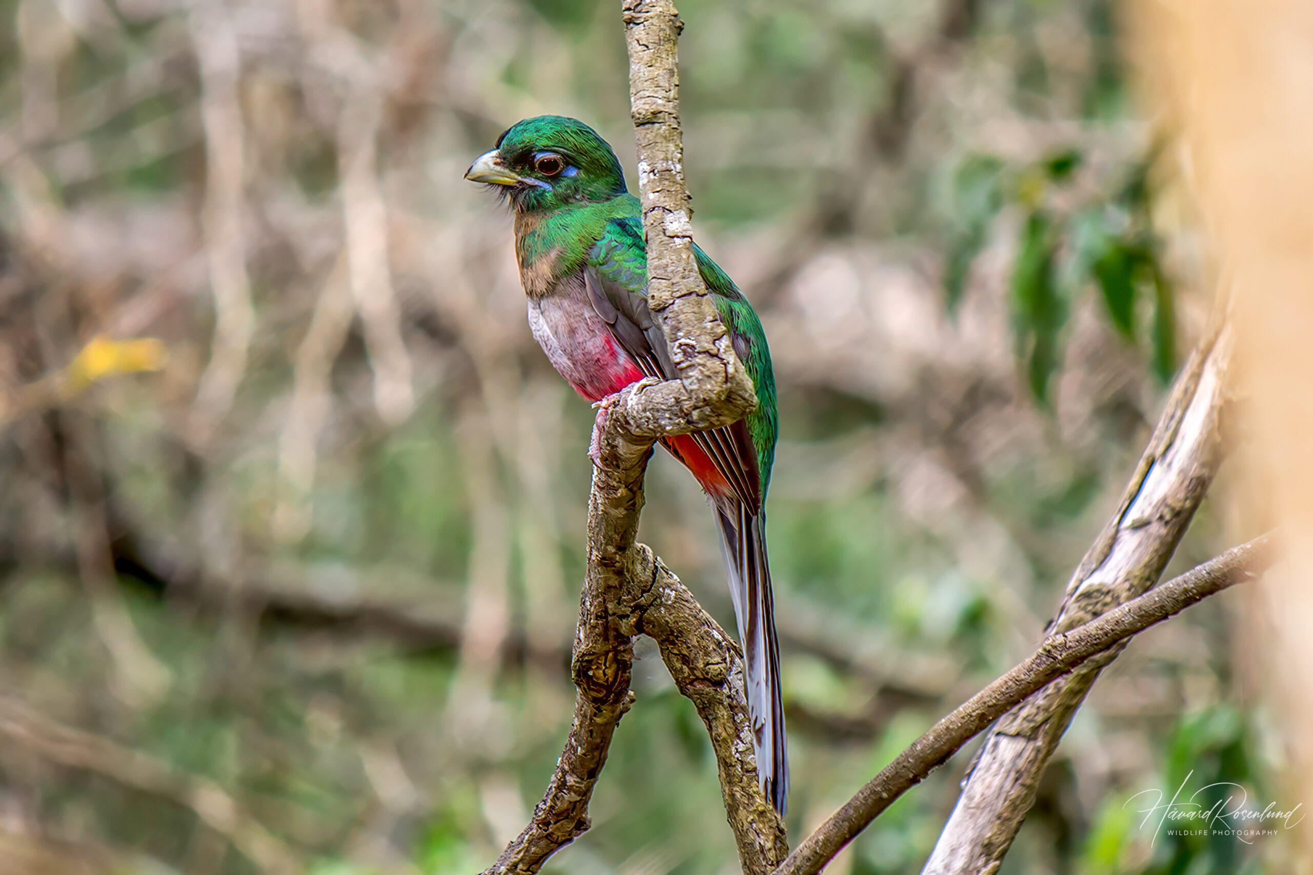 Narina Trogon @ Eastern Shores - iSimangaliso Wetland Park, South Africa. Photo: Håvard Rosenlund