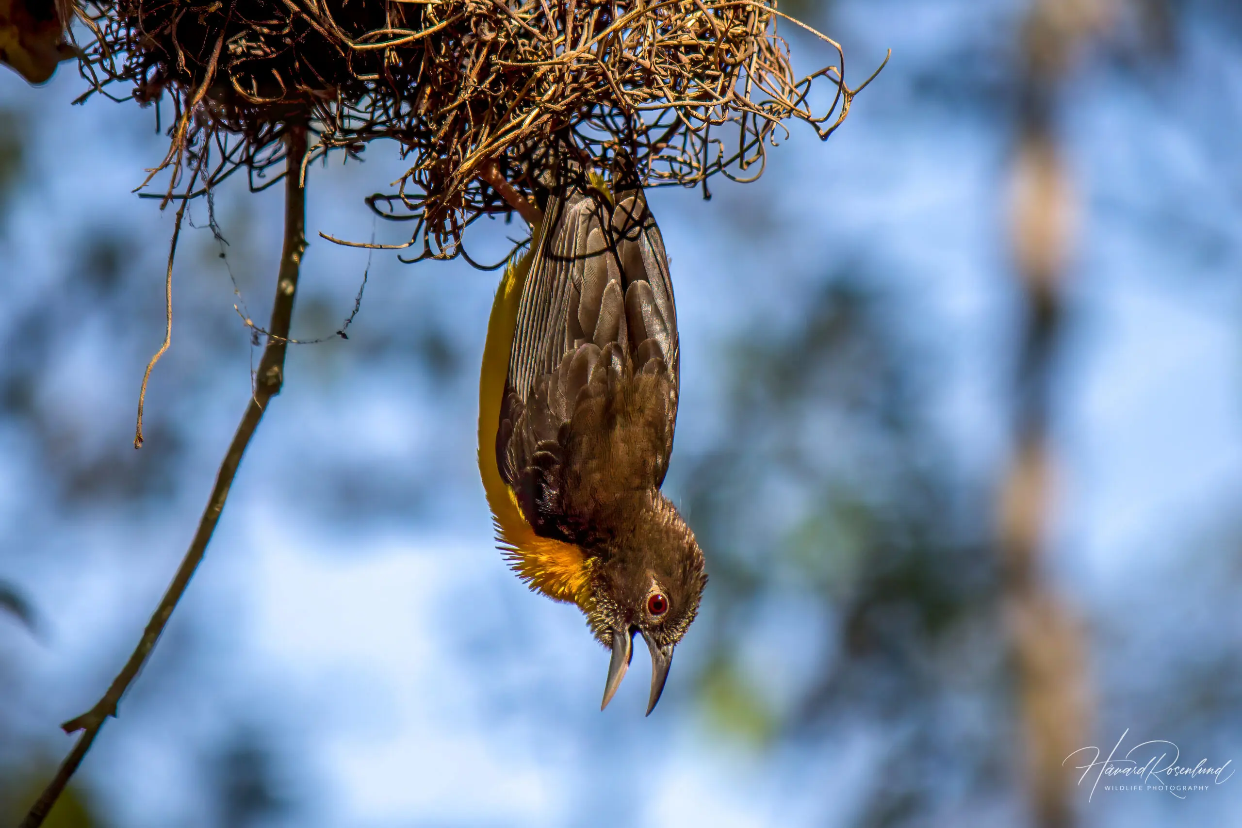 Dark-backed Weaver @ Tembe Elephant Park, South Africa. Photo: Håvard Rosenlund