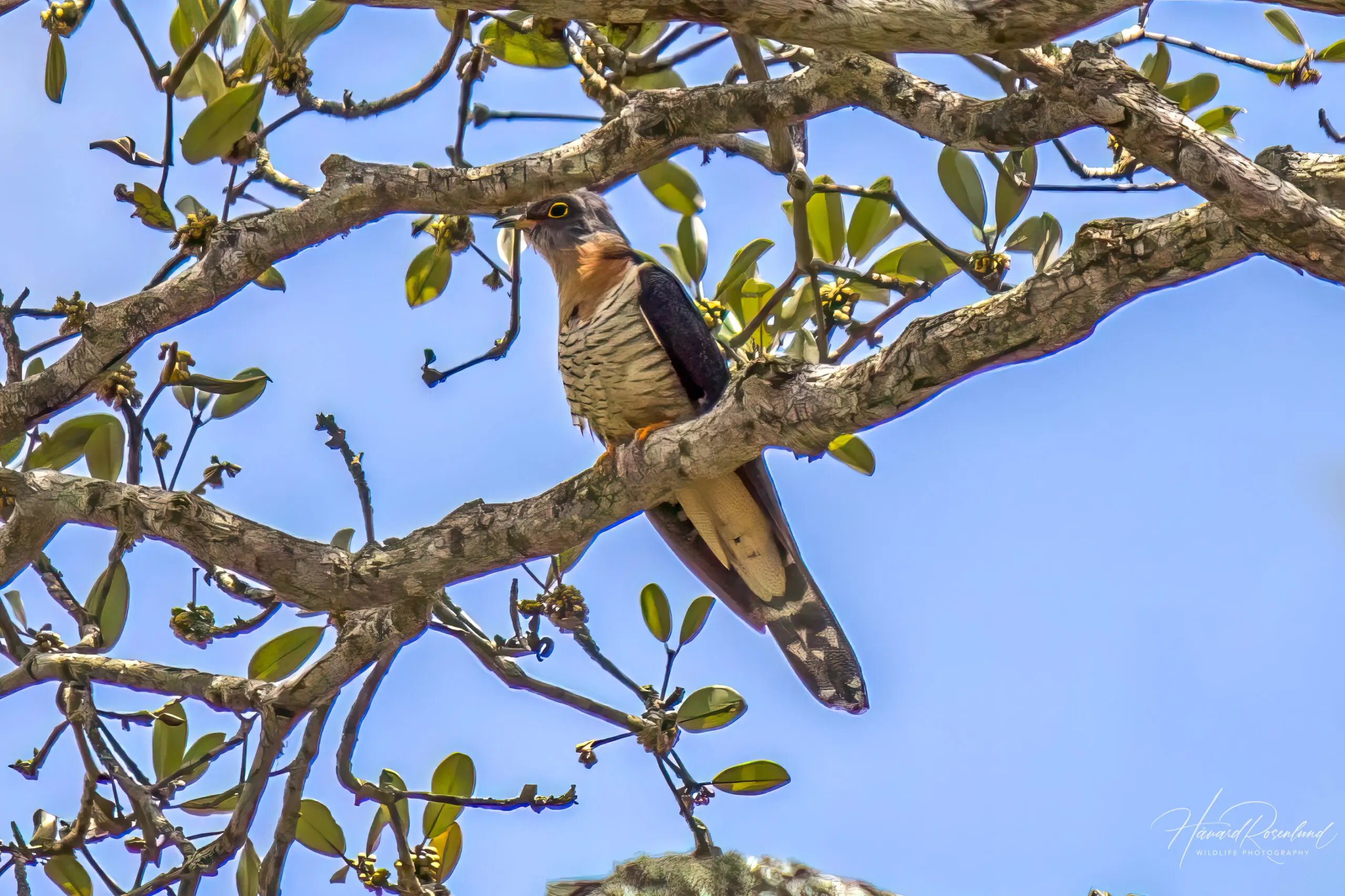 Red-chested Cuckoo @ Tembe Elephant Park, South Africa. Photo: Håvard Rosenlund