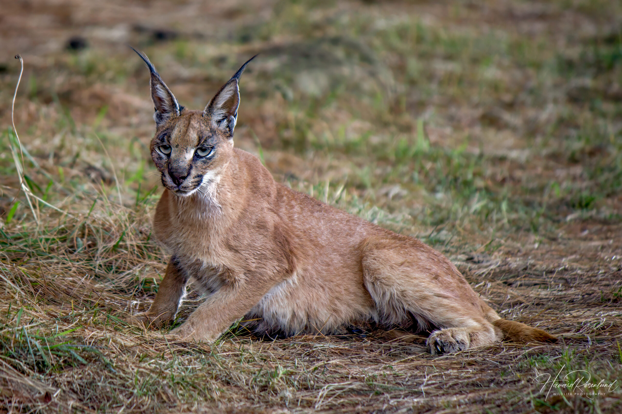 Caracal @ Nottingham Road, South Africa. Photo: Håvard Rosenlund