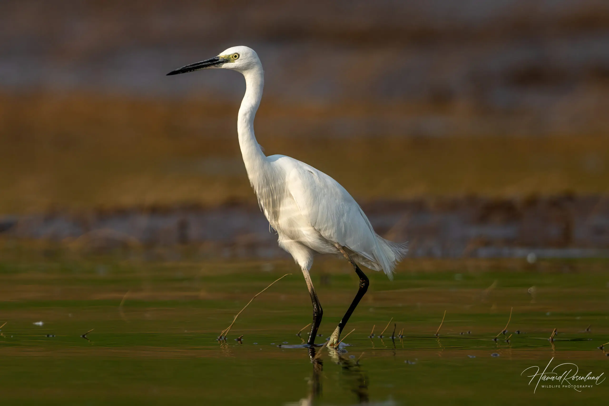 Little Egret @ Satpura National Park, India. Photo: Håvard Rosenlund