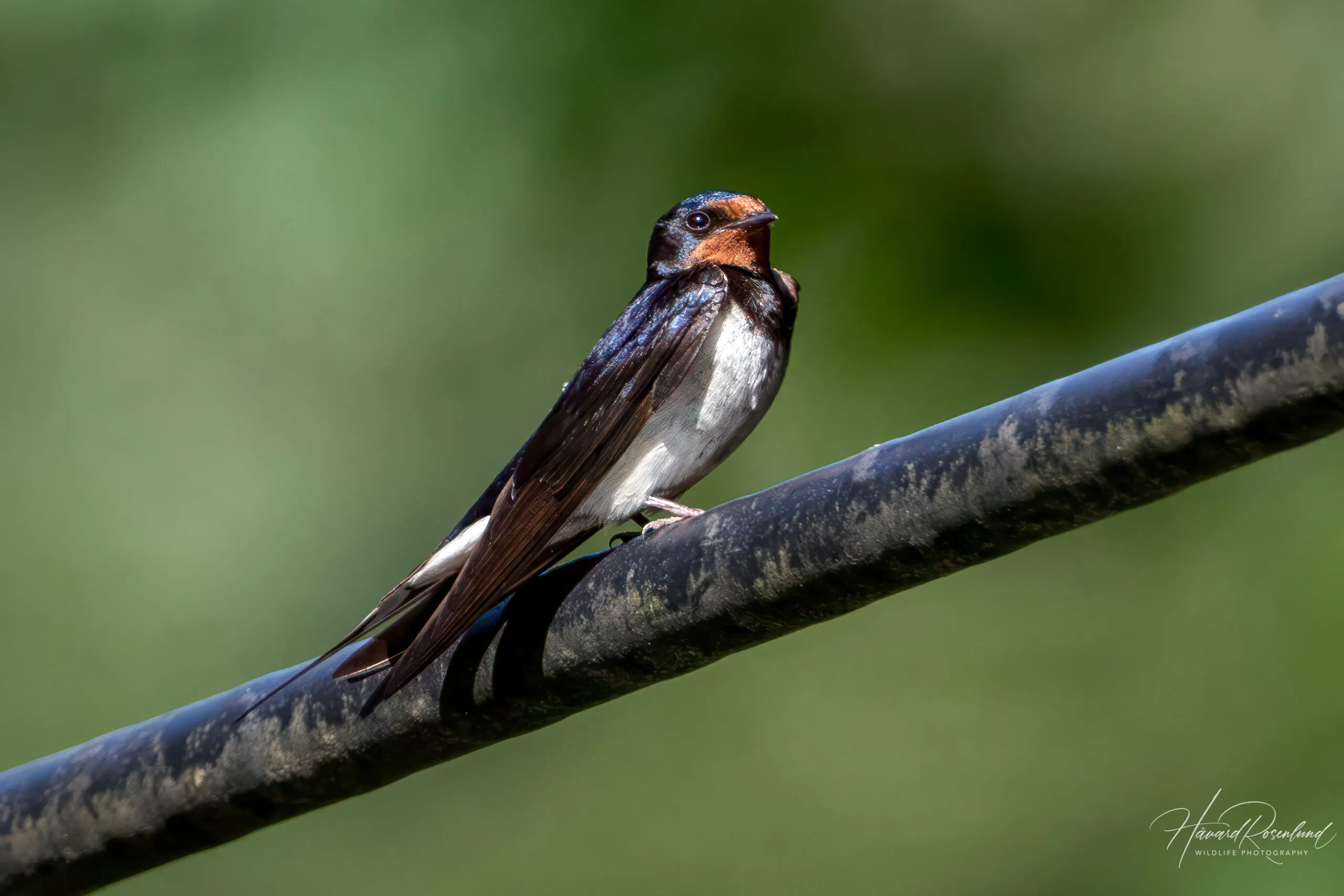 Barn Swallow @ Sandvika, Norway. Photo: Håvard Rosenlund