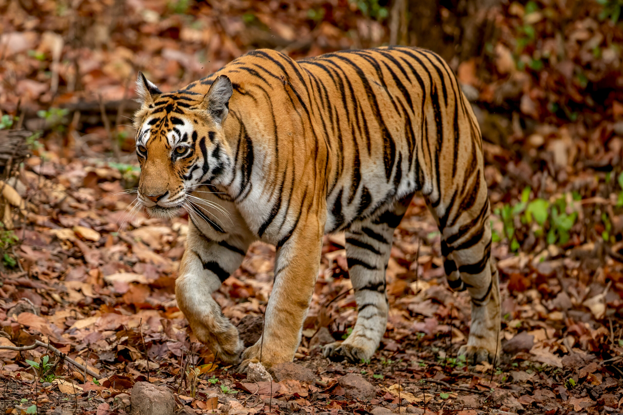 Tiger (Panthera tigris) @ Kanha National Park, India. Photo: Håvard Rosenlund