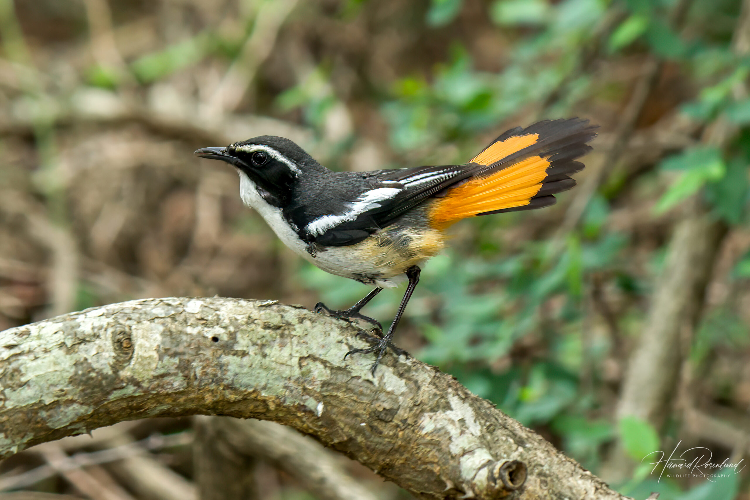 White-throated Robin-Chat (Dessonornis humeralis) @ Munyawana Game Reserve, South Africa. Photo: Håvard Rosenlund