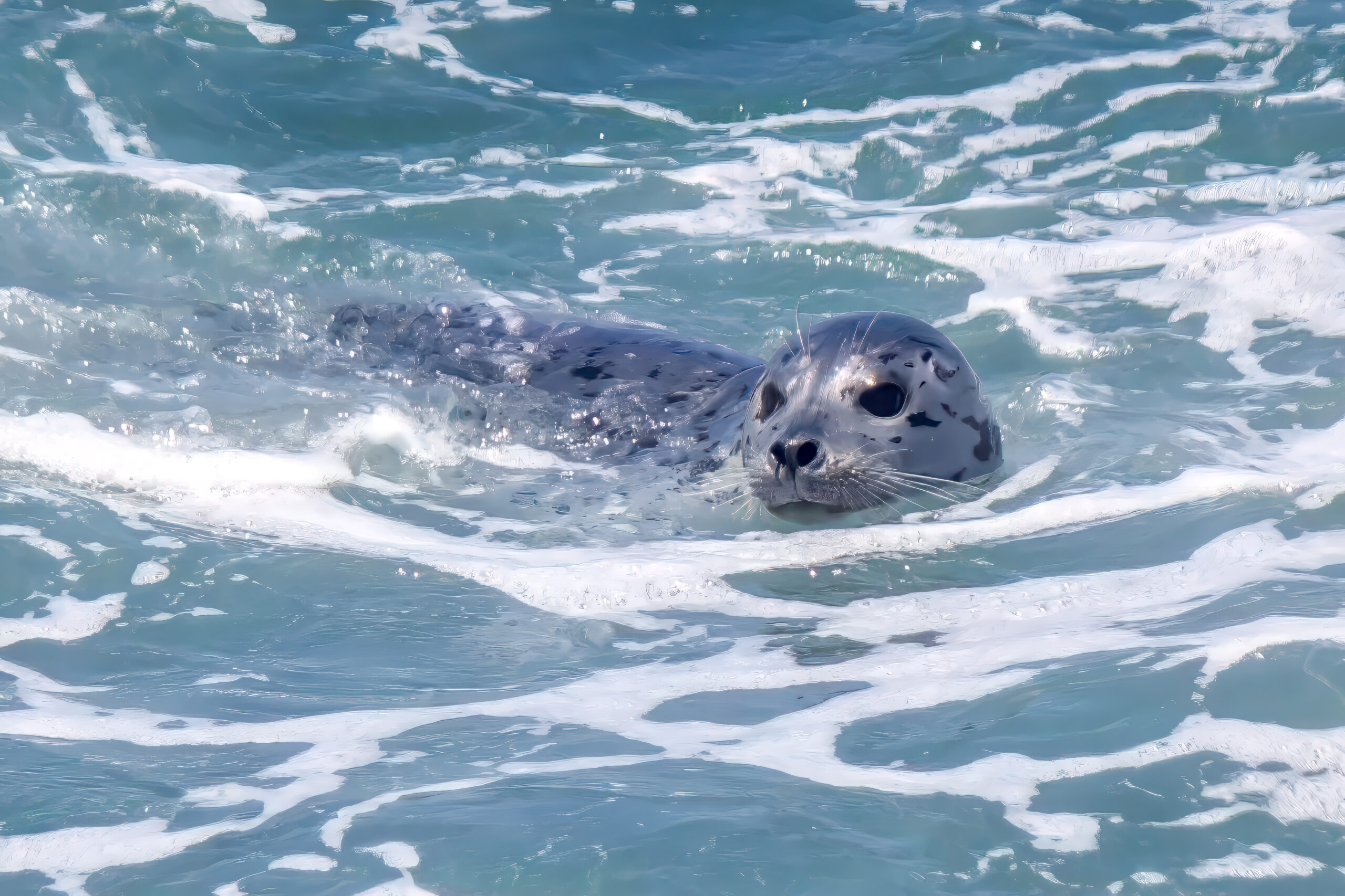 Harbour Seal (Phoca vitulina) @ San Diego, California, USA. Photo: Håvard Rosenlund