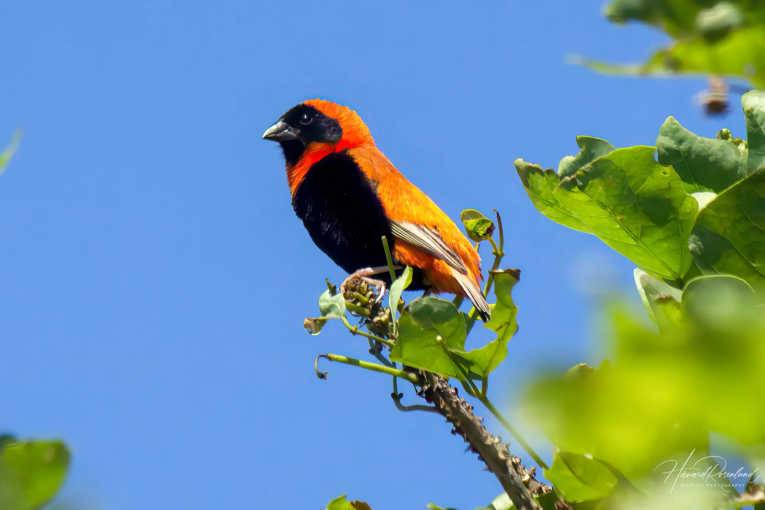 Southern Red Bishop (Euplectes orix) @ King Shaka International Airport, South Africa. Photo: Håvard Rosenlund