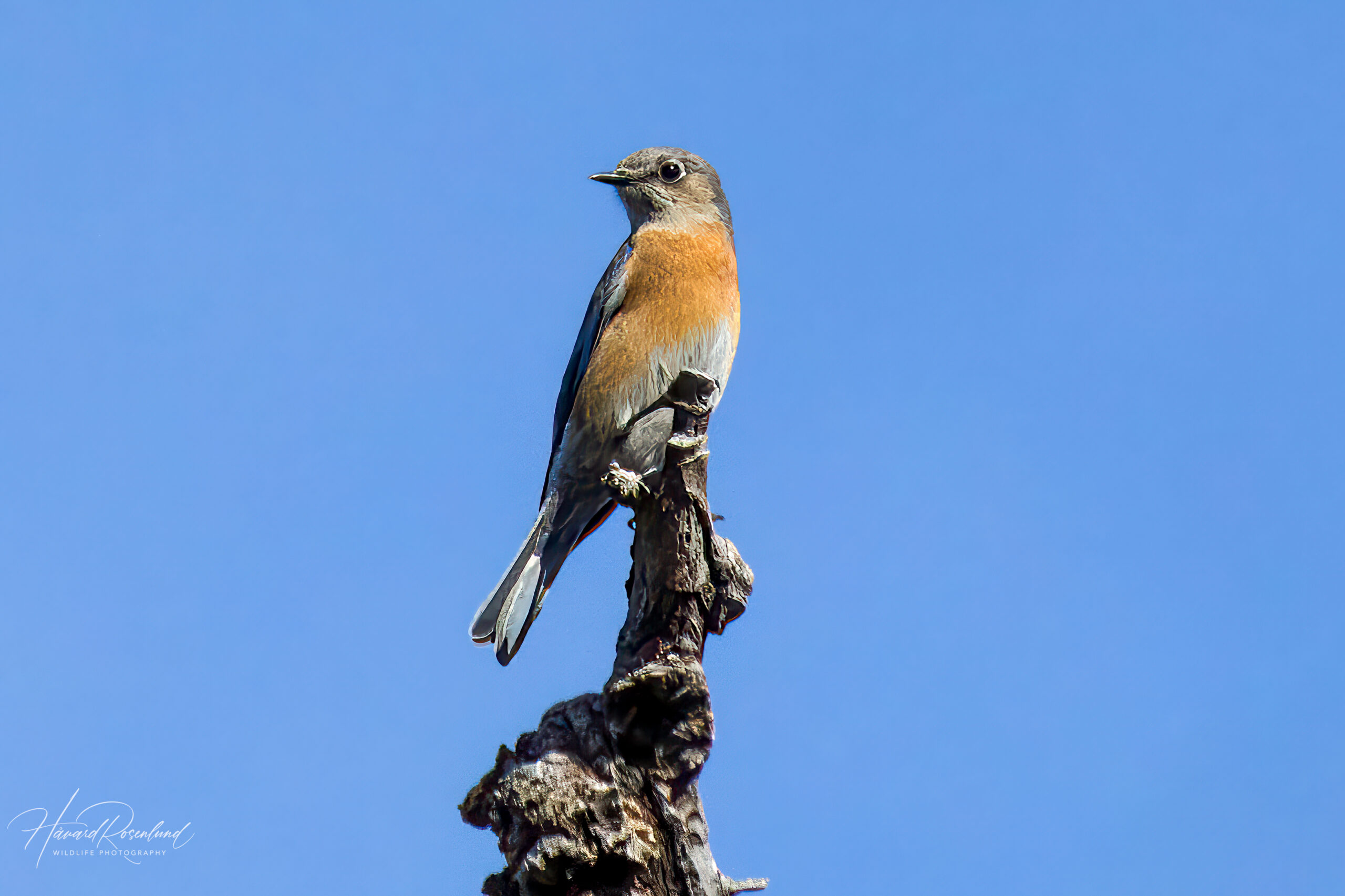 Western Bluebird (Sialia mexicana) - Female @ Sonoran Desert, Arizona, USA. Photo: Håvard Rosenlund