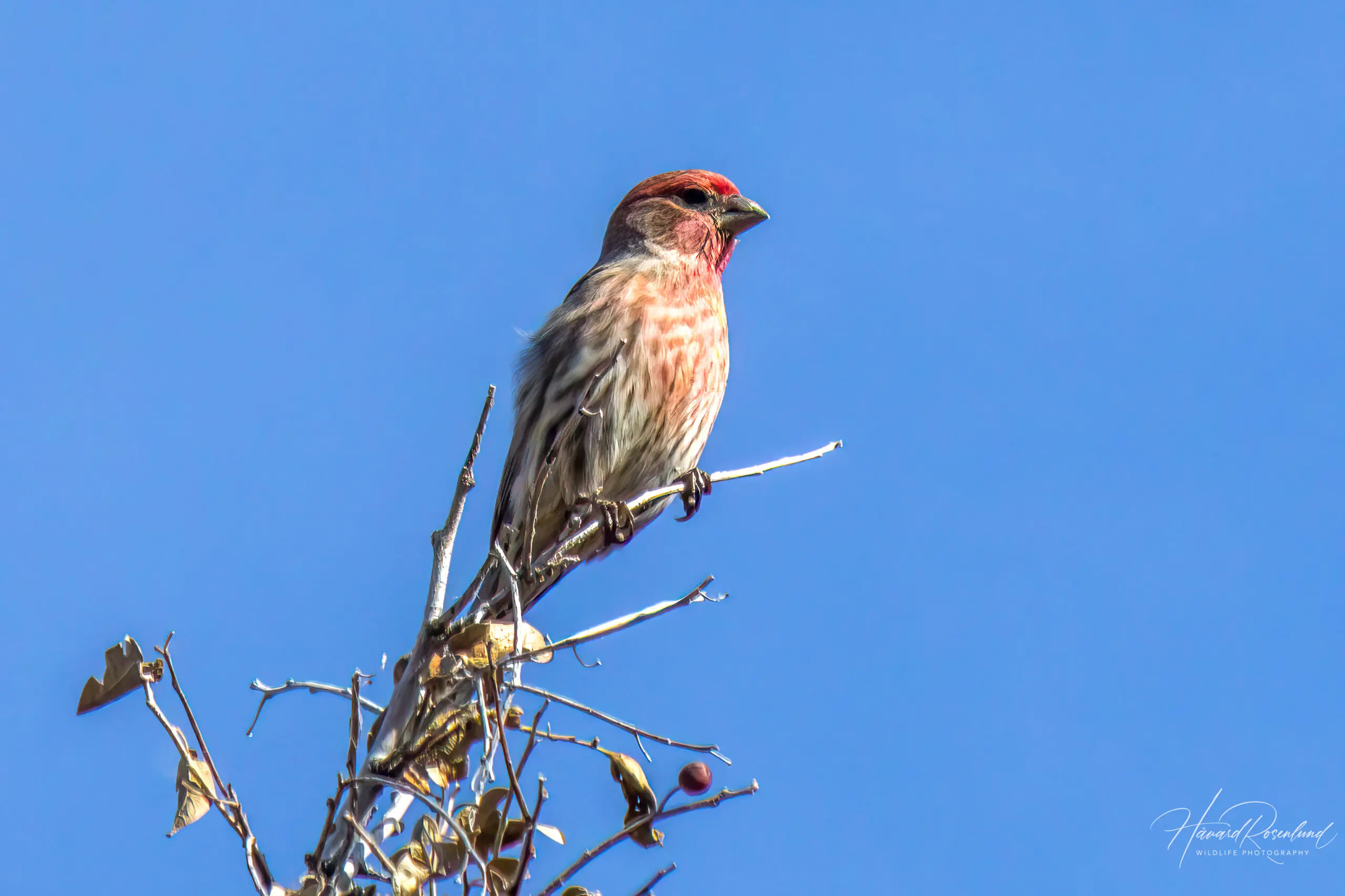 House Finch (Haemorhous mexicanus) - Male @ Sonoran Desert, Arizona, USA. Photo: Håvard Rosenlund