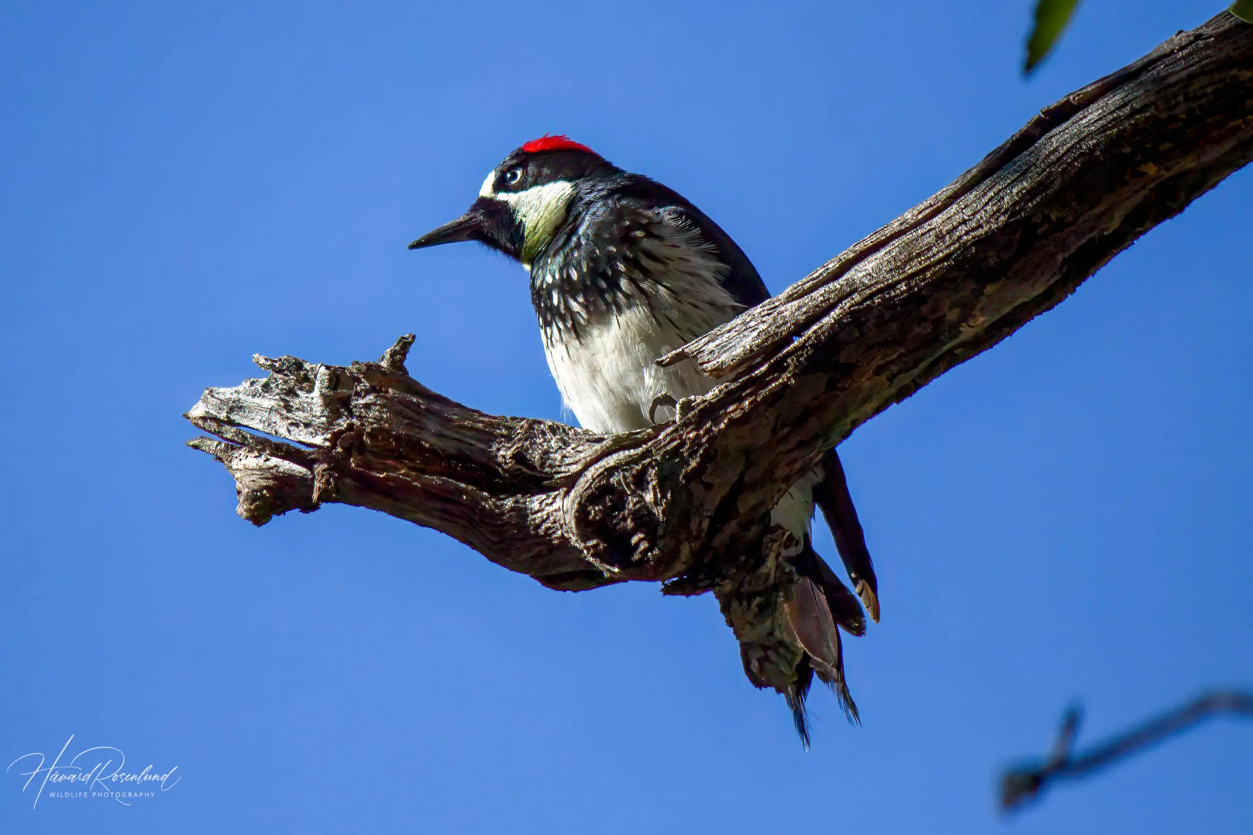 Acorn Woodpecker (Melanerpes formicivorus) @ Madera Canyon, Arizona, USA. Photo: Håvard Rosenlund