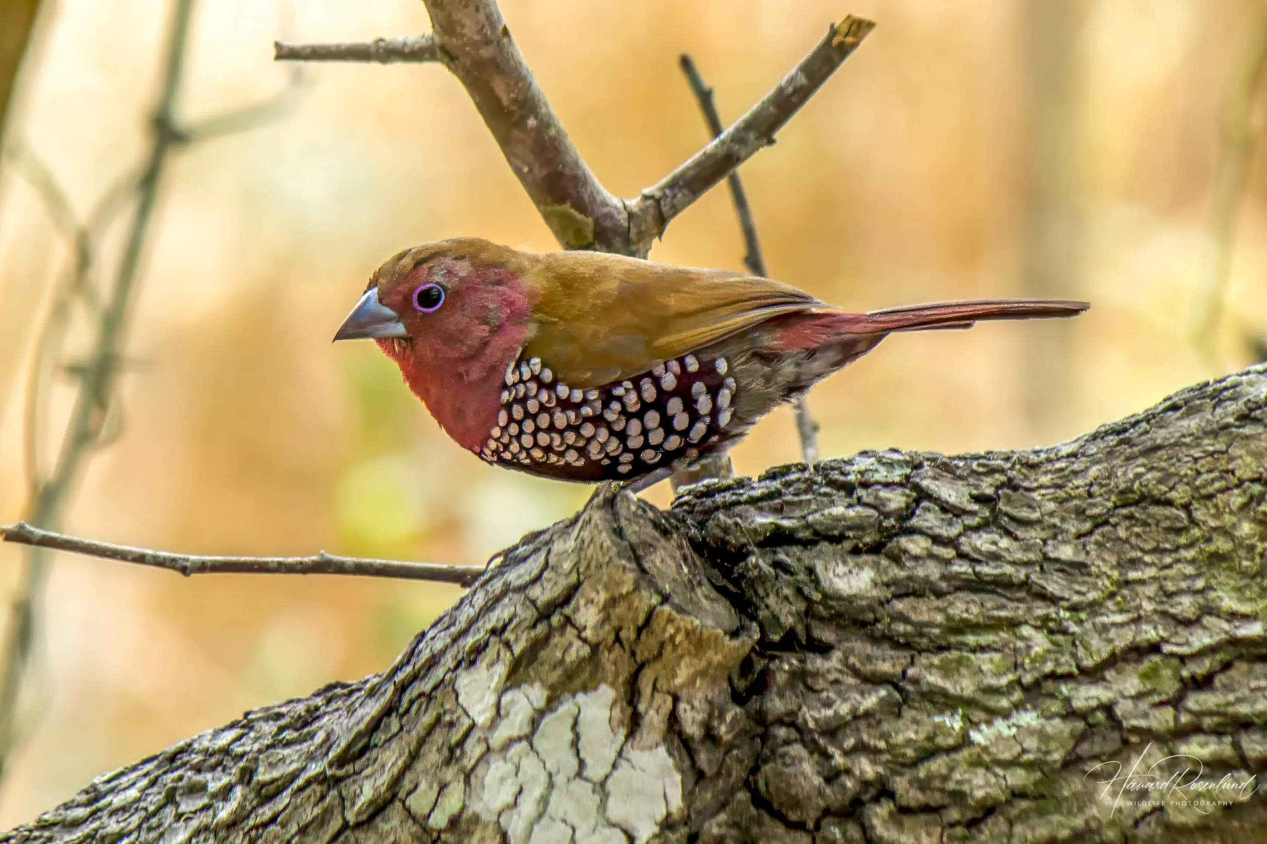 Pink-throated Twinspot (Hypargos margaritatus) @ Tembe Elephant Park, South Africa. Photo: Håvard Rosenlund