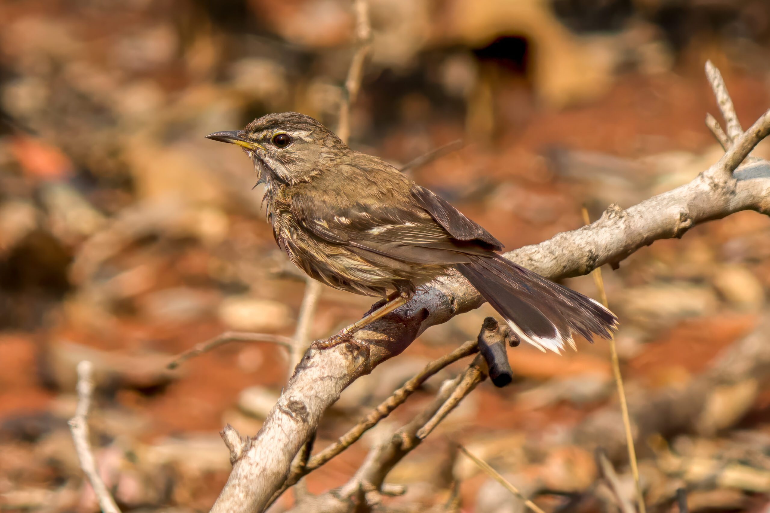 Red-backed Scrub-Robin (Cercotrichas leucophrys) @ Ndumo Game Reserve, South Africa. Photo: Håvard Rosenlund