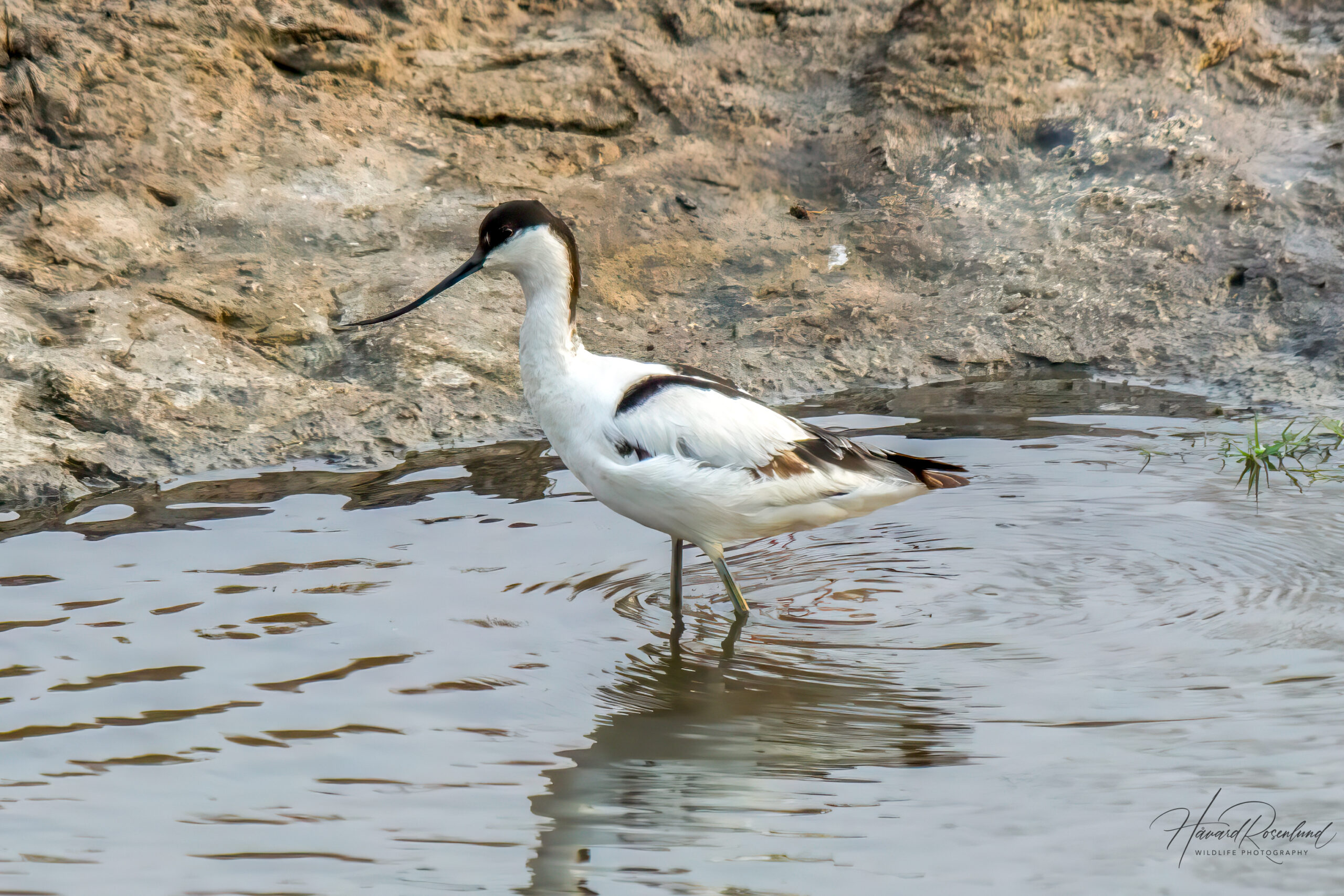 Pied Avocet (Recurvirostra avosetta) @ Ndumo Game Reserve, South Africa. Photo: Håvard Rosenlund