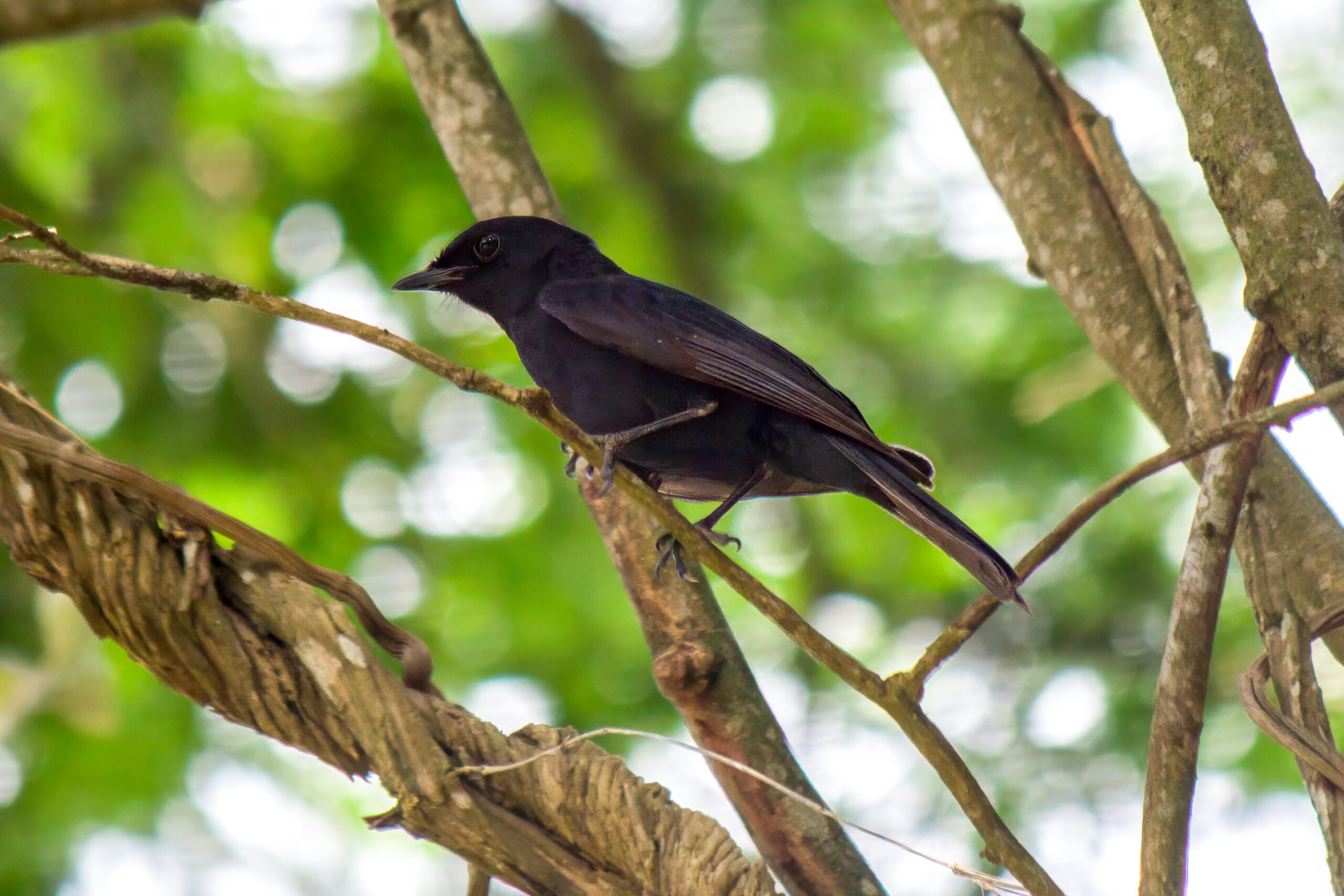 Southern Black Flycatcher (Melaenornis pammelaina) @ St Lucia Estuary, South Africa. Photo: Håvard Rosenlund