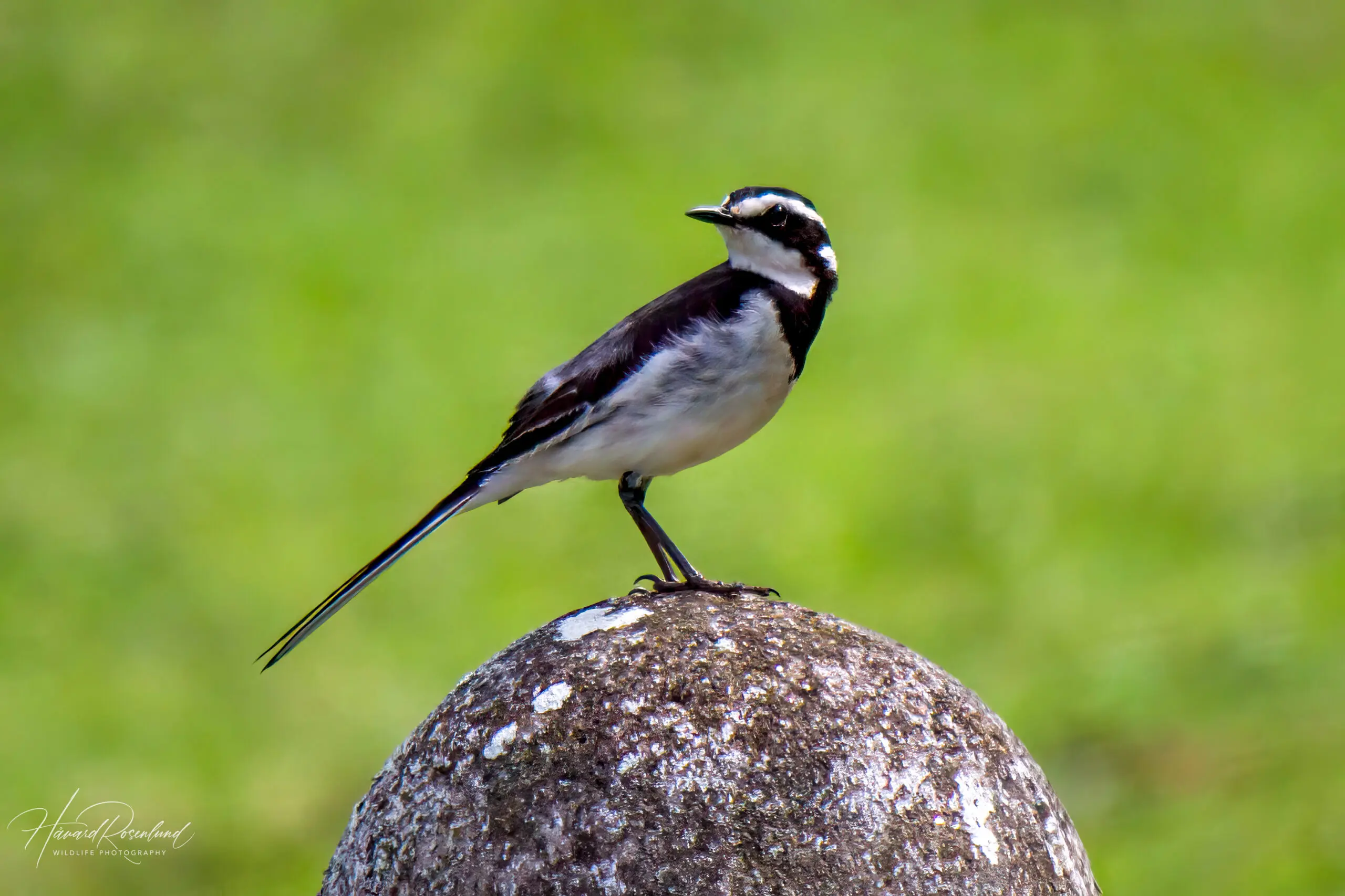 African Pied Wagtail (Motacilla aguimp) @ St Lucia Estuary, South Africa. Photo: Håvard Rosenlund