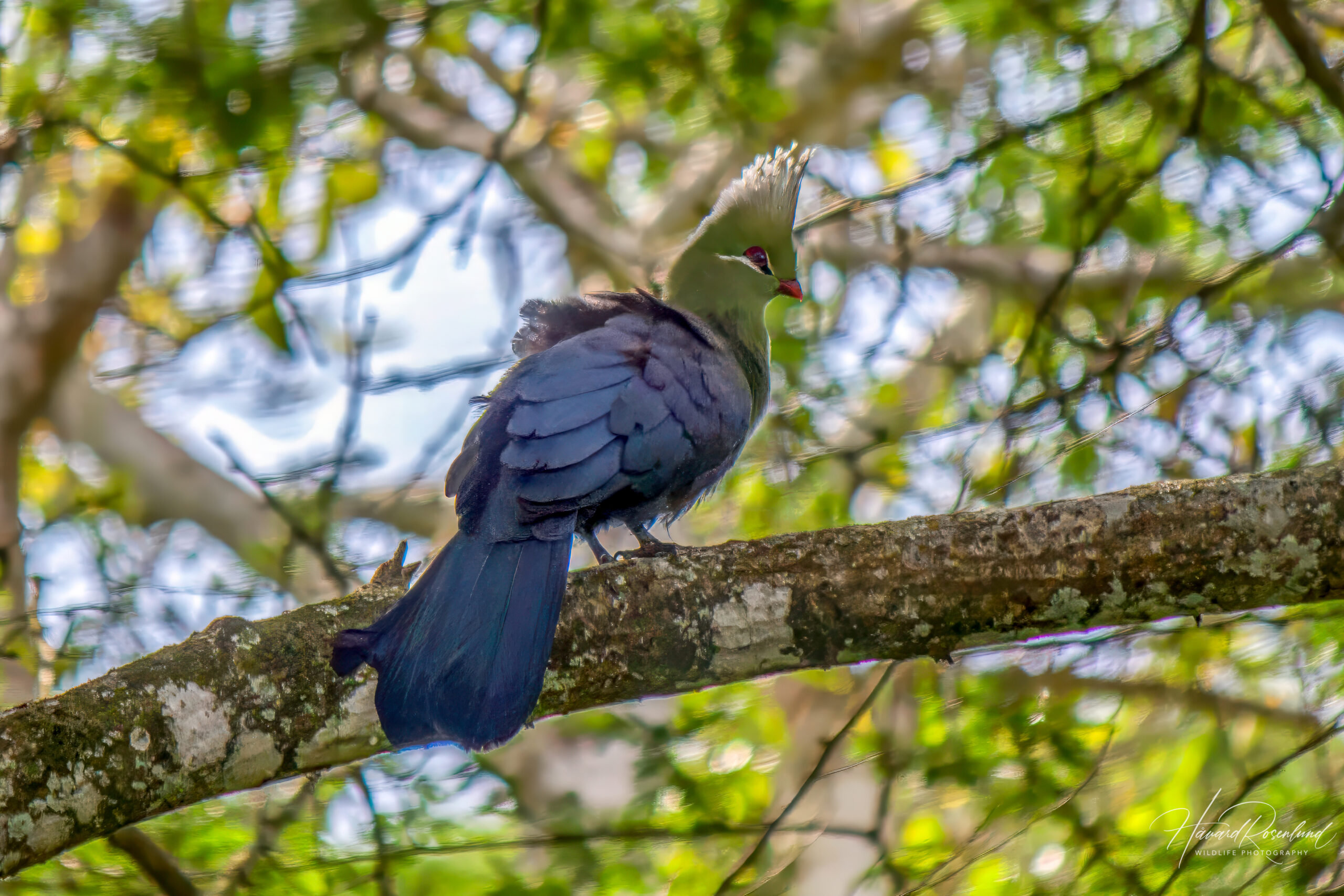 Livingstone's Turaco (Tauraco livingstonii) @ St Lucia Estuary, South Africa. Photo: Håvard Rosenlund