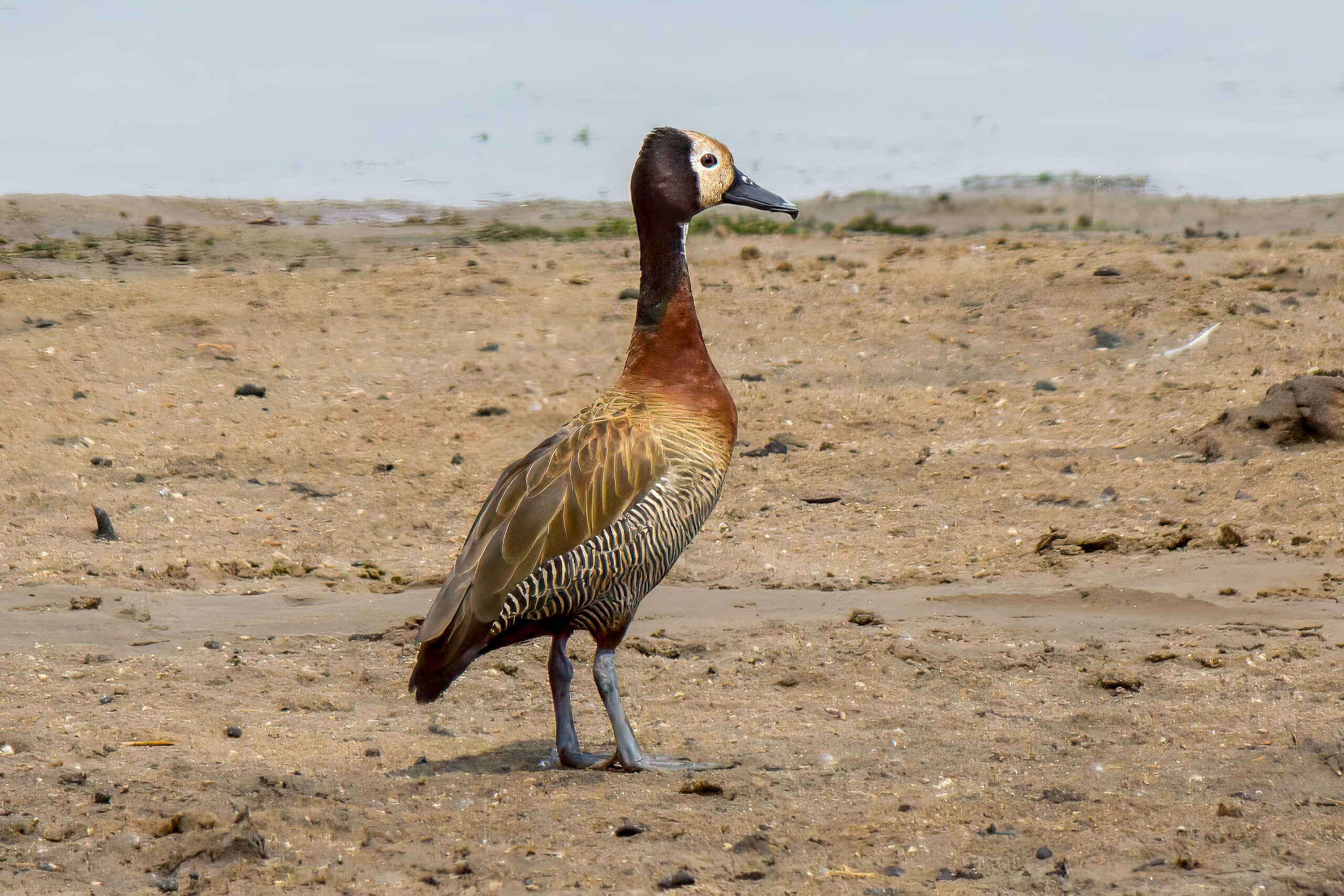 White-faced Whistling Duck (Dendrocygna viduata) @ Ndumo Game Reserve, South Africa. Photo: Håvard Rosenlund