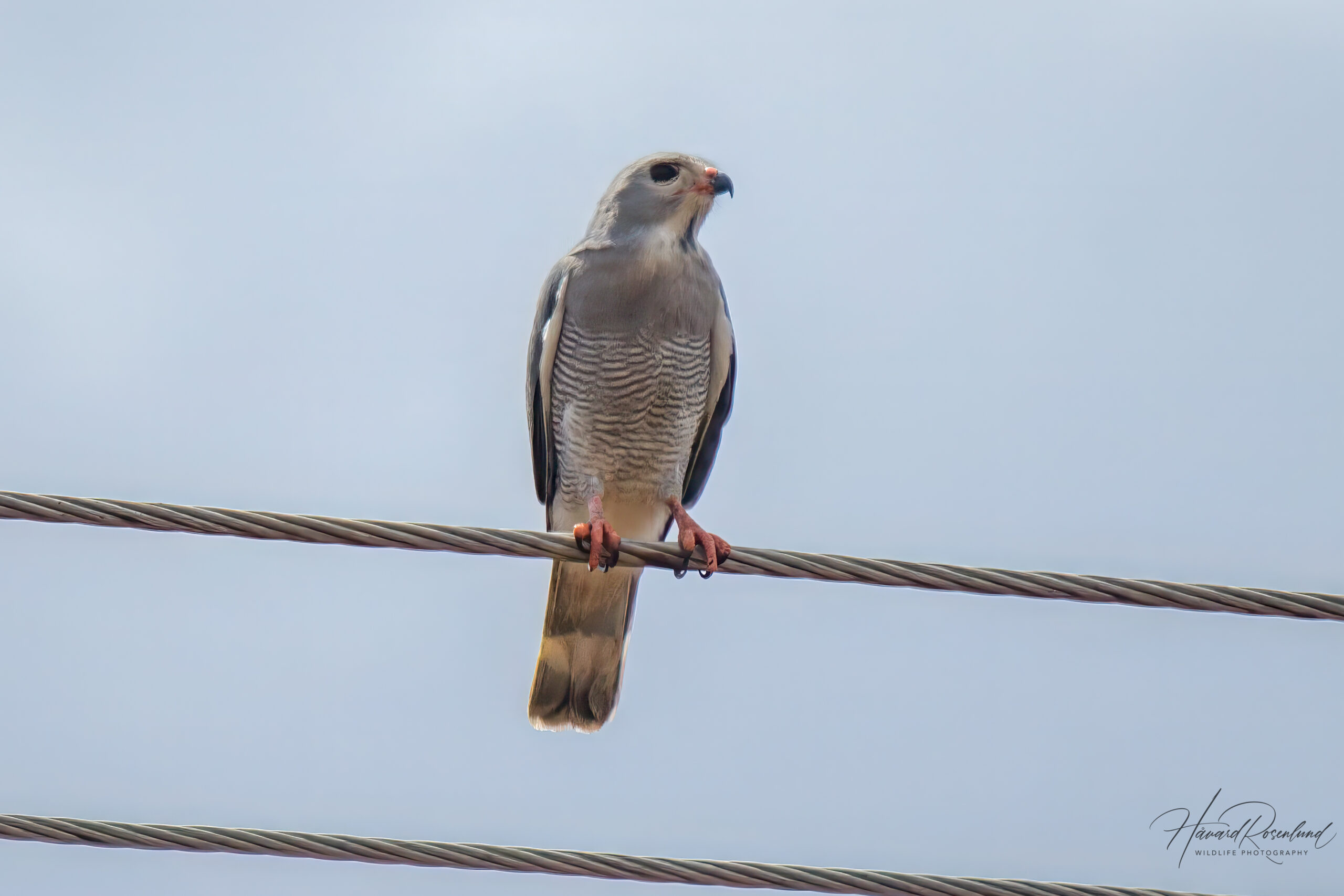 Lizard Buzzard (Kaupifalco monogrammicus) @ Munyawana Game Reserve, South Africa. Photo: Håvard Rosenlund