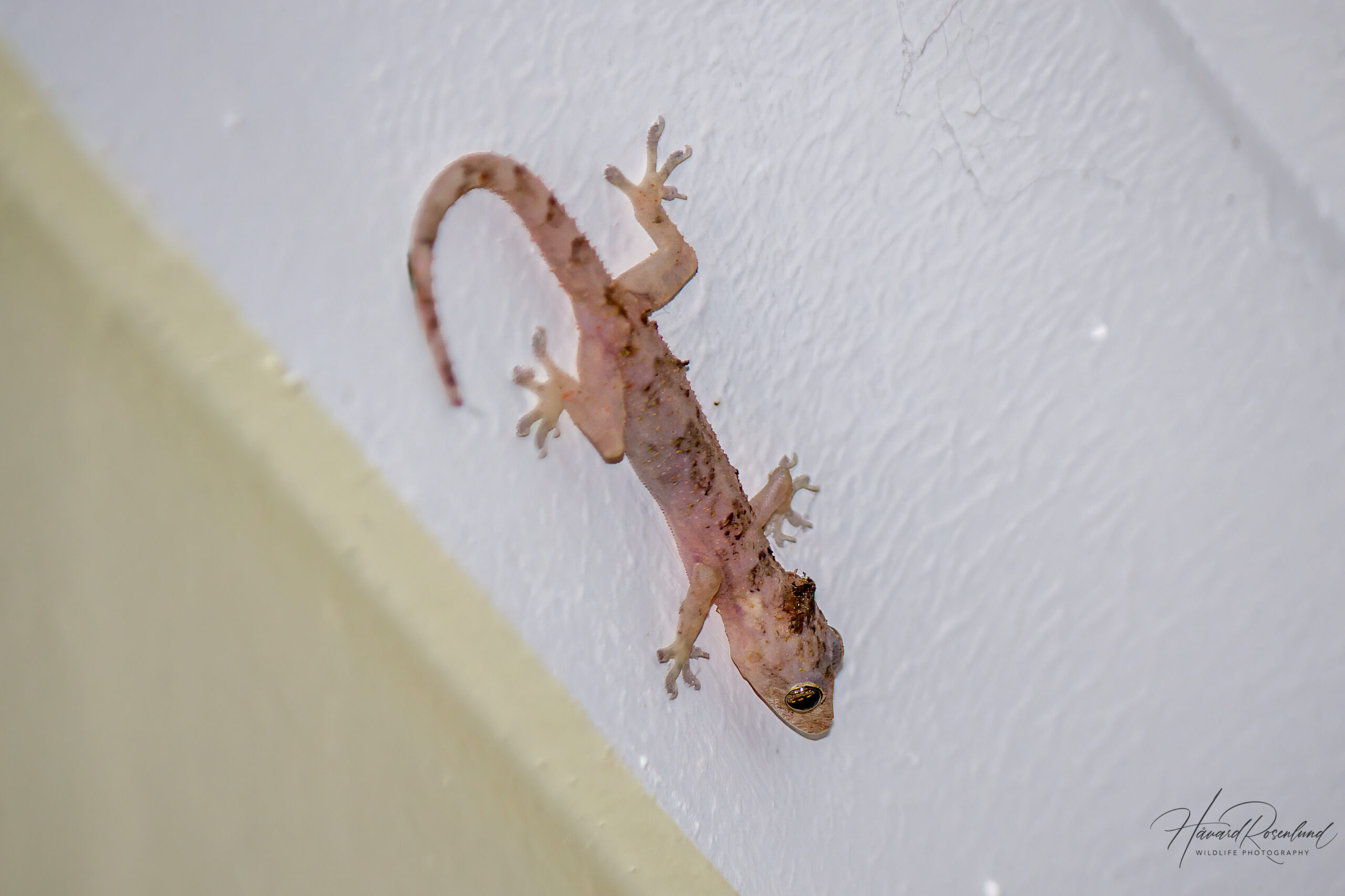 Tropical House Gecko (Hemidactylus mabouia) @ St Lucia Estuary, South Africa. Photo: Håvard Rosenlund