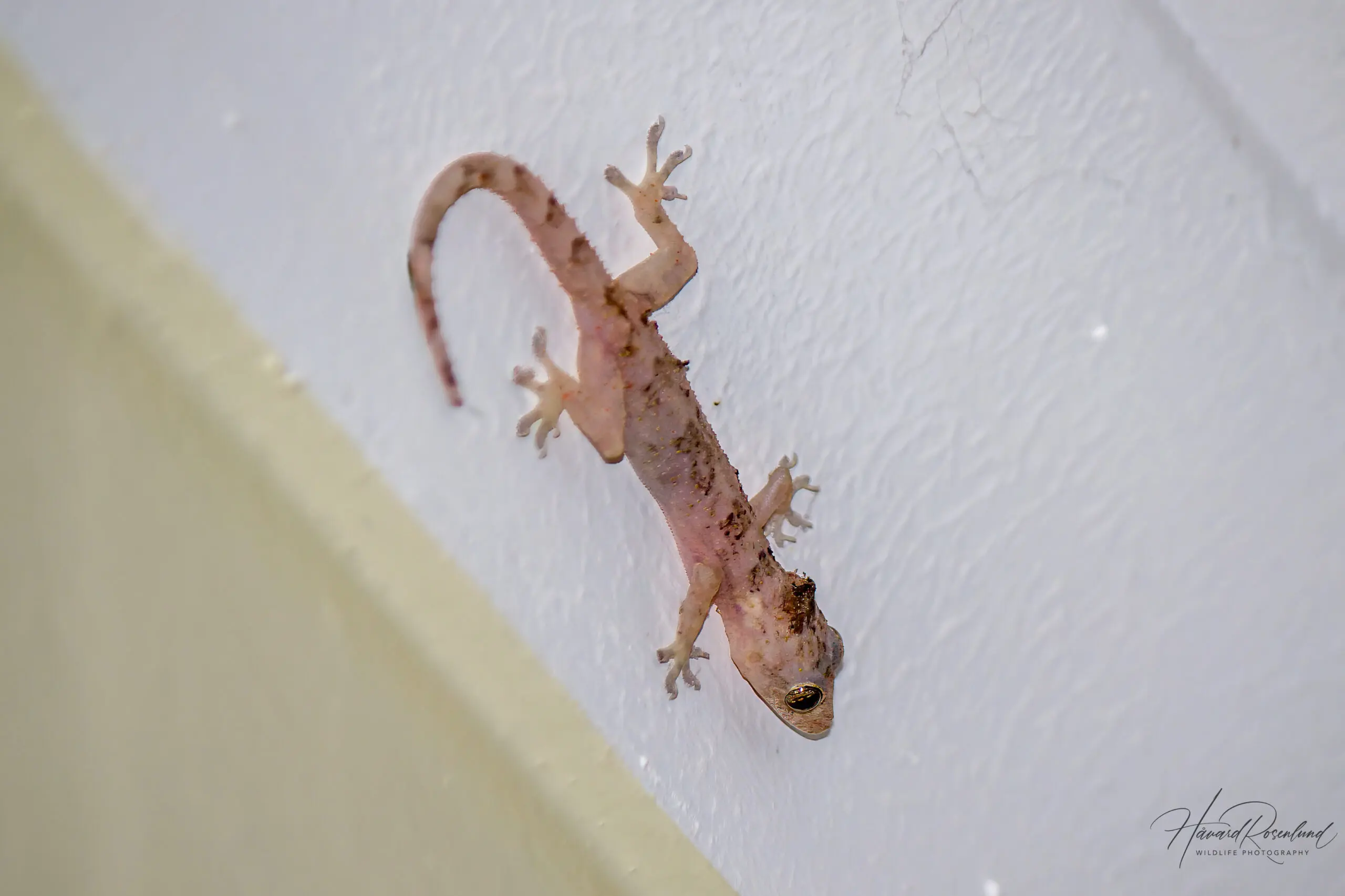 Tropical House Gecko (Hemidactylus mabouia) @ St Lucia Estuary, South Africa. Photo: Håvard Rosenlund