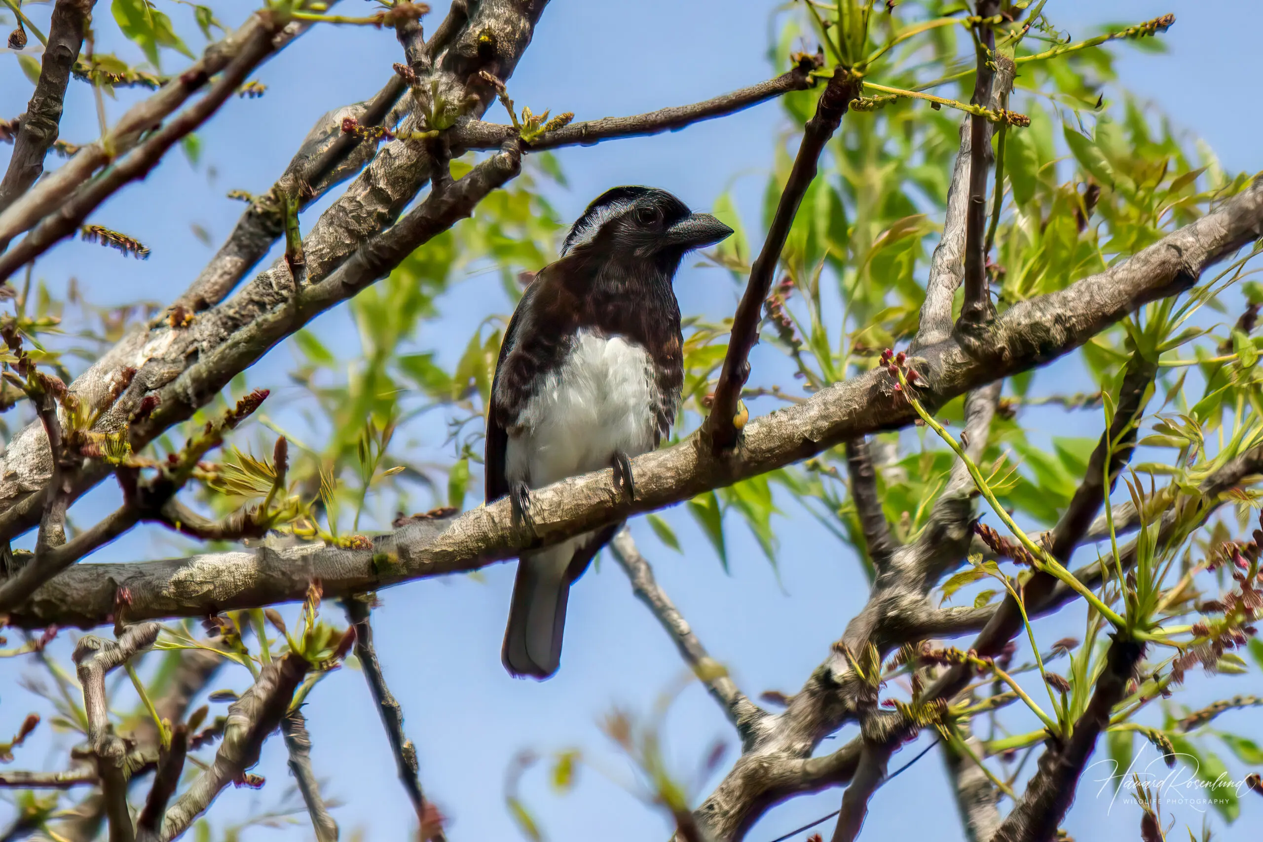 White-eared Barbet (Stactolaema leucotis) @ St Lucia Estuary, South Africa. Photo: Håvard Rosenlund