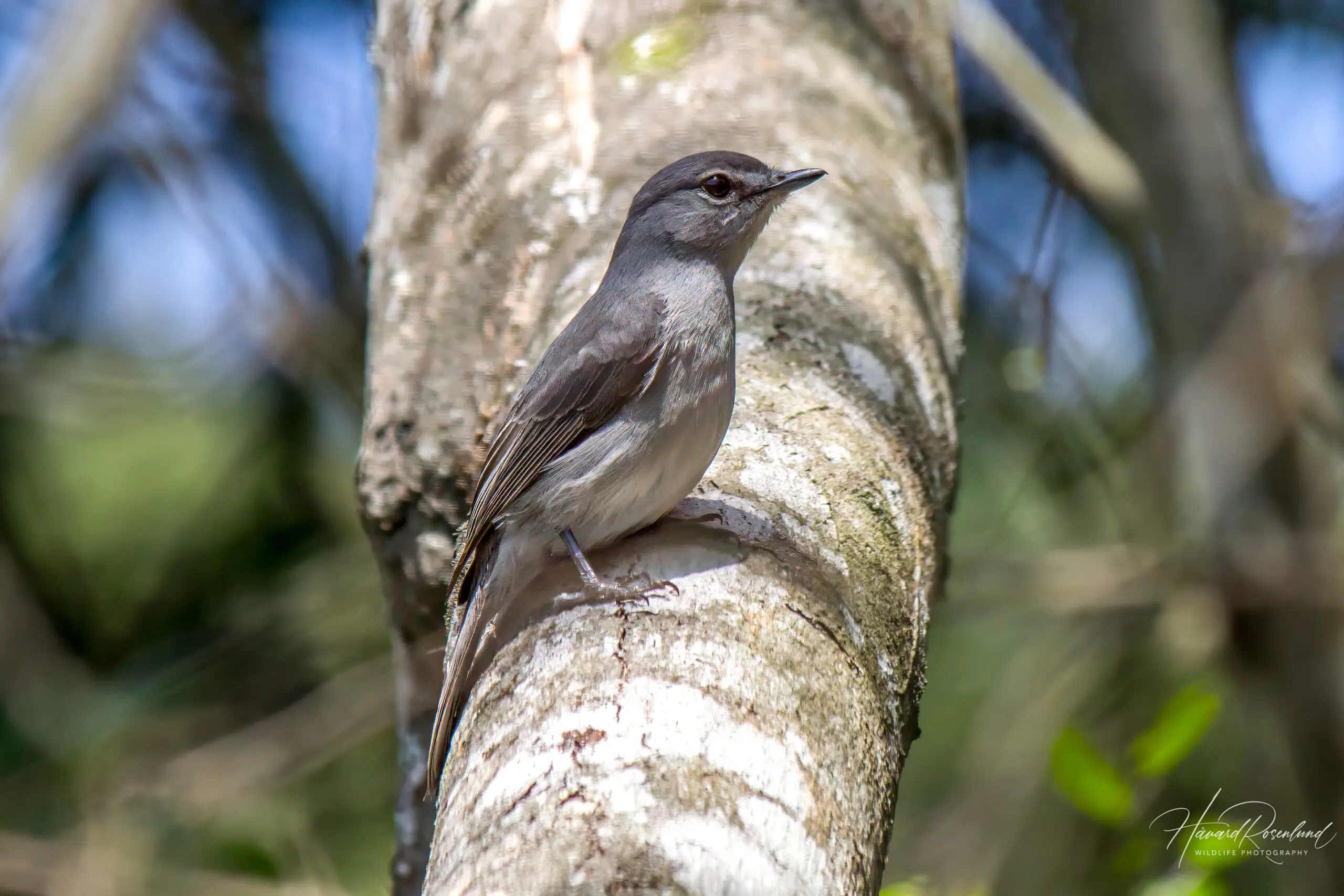 Ashy Flycatcher (Fraseria caerulescens) @ St Lucia Estuary, South Africa. Photo: Håvard Rosenlund