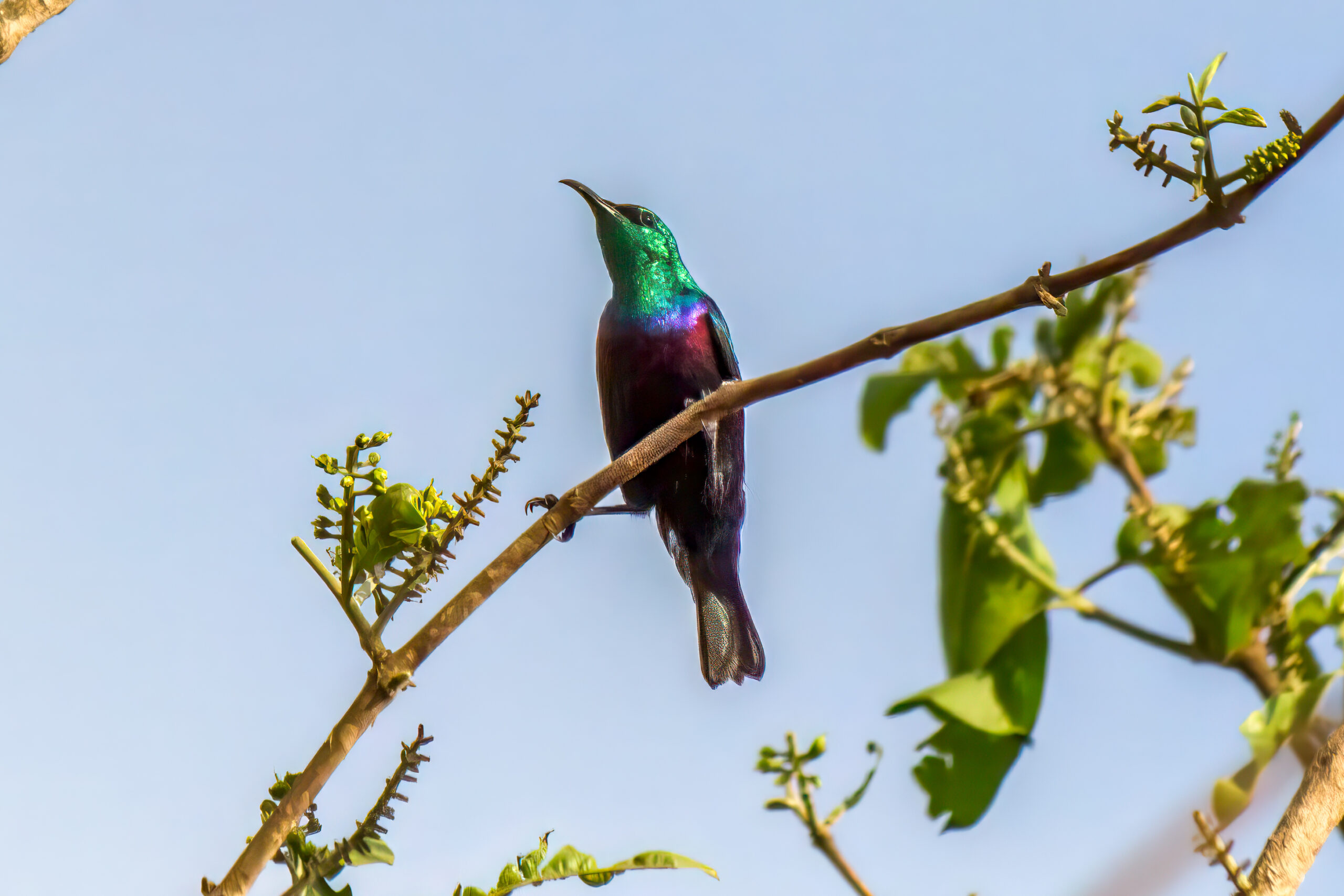 Purpurbåndsolfugl (Cinnyris bifasciatus) @ Ndumo Game Reserve, Sør-Afrika. Foto: Håvard Rosenlund