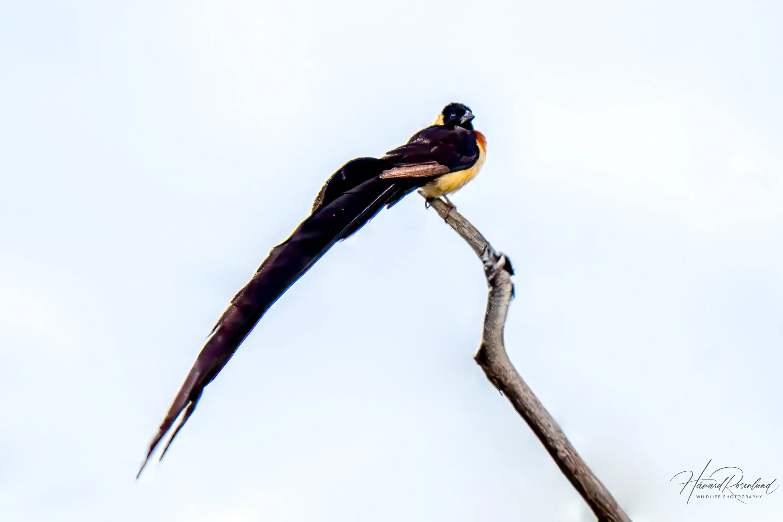 Long-tailed Paradise Whydah (Vidua paradisaea) @ Thanda Private Game Reserve, South Africa. Photo: Håvard Rosenlund