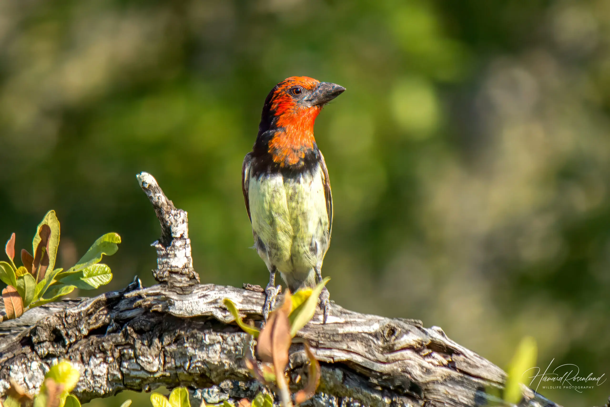 Black-collared Barbet (Lybius torquatus) @ Hluhluwe-iMfolozi Park, South Africa. Photo: Håvard Rosenlund