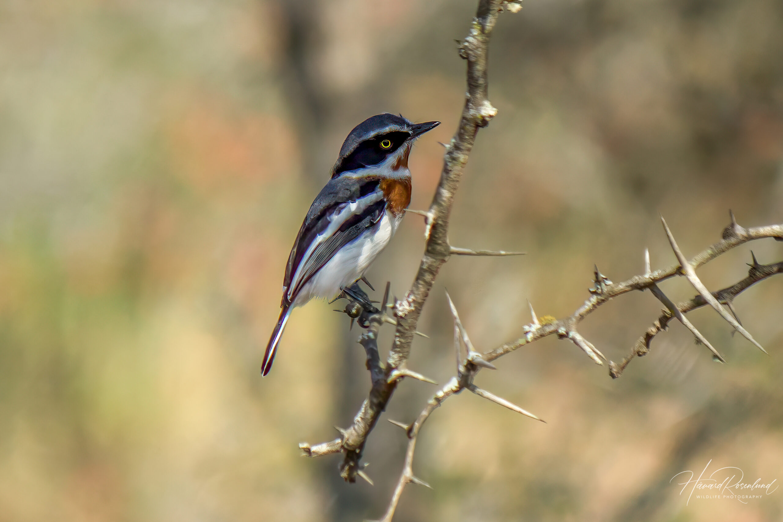 Chinspot Batis (Batis molitor) @ Hluhluwe-iMfolozi Park, South Africa. Photo: Håvard Rosenlund