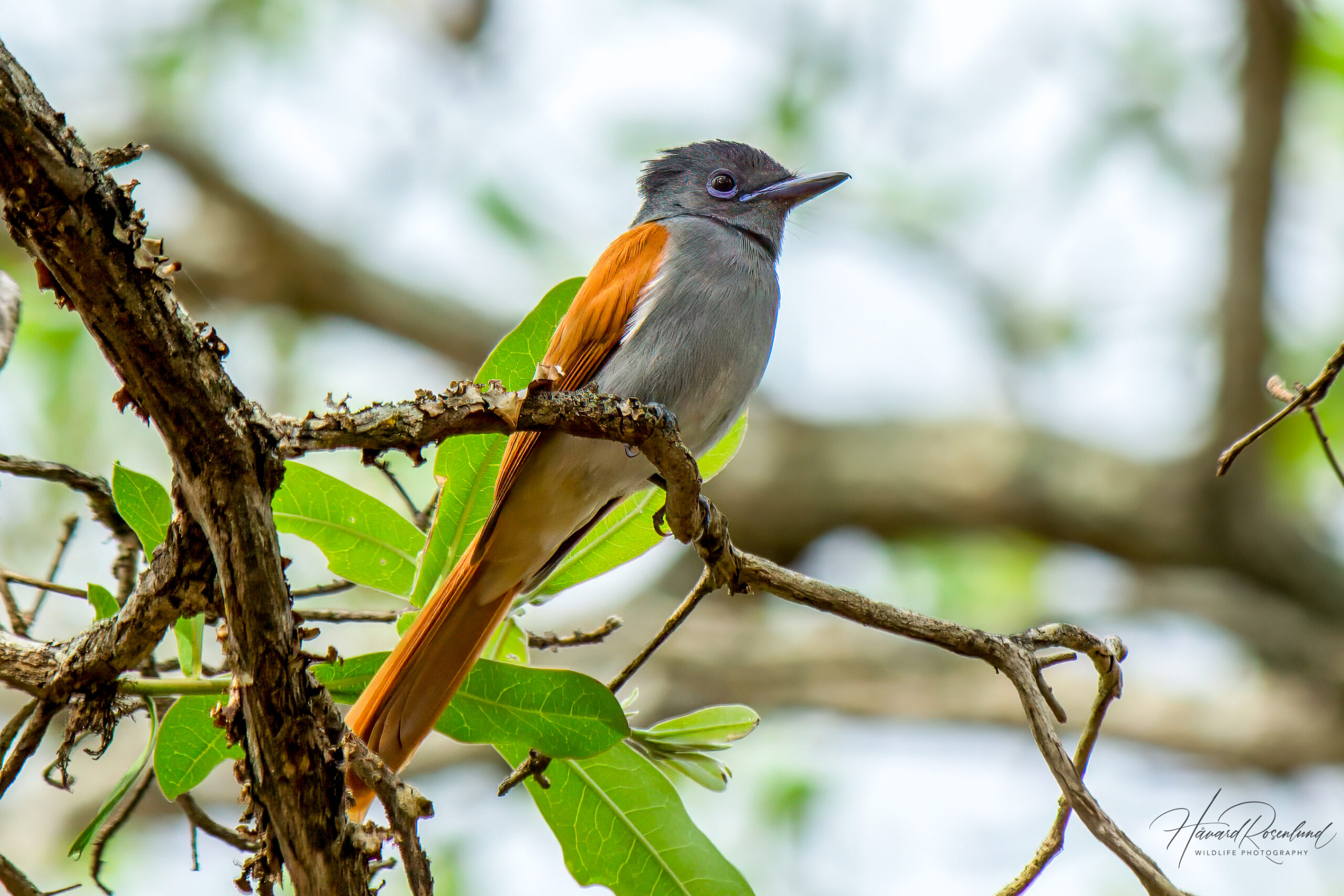 African Paradise Flycatcher (Terpsiphone viridis) -Female @ Ndumo Game Reserve, South Africa. Photo: Håvard Rosenlund