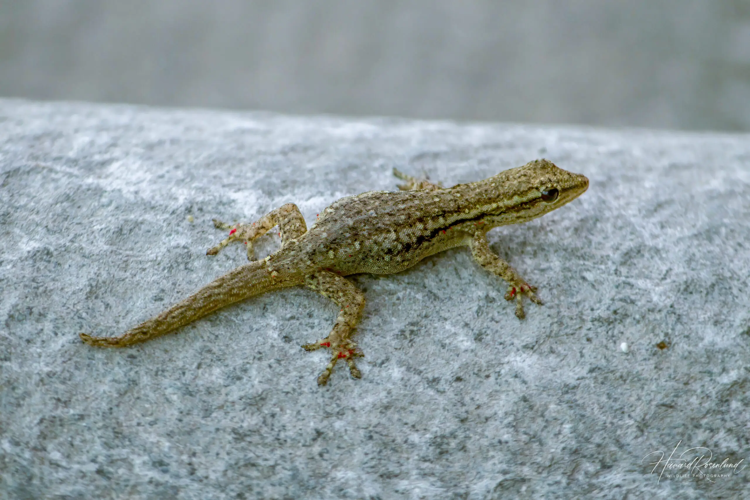 Cape Dwarf Gecko (Lygodactylus capensis) @ Tembe Elephant Park, South Africa. Photo: Håvard Rosenlund