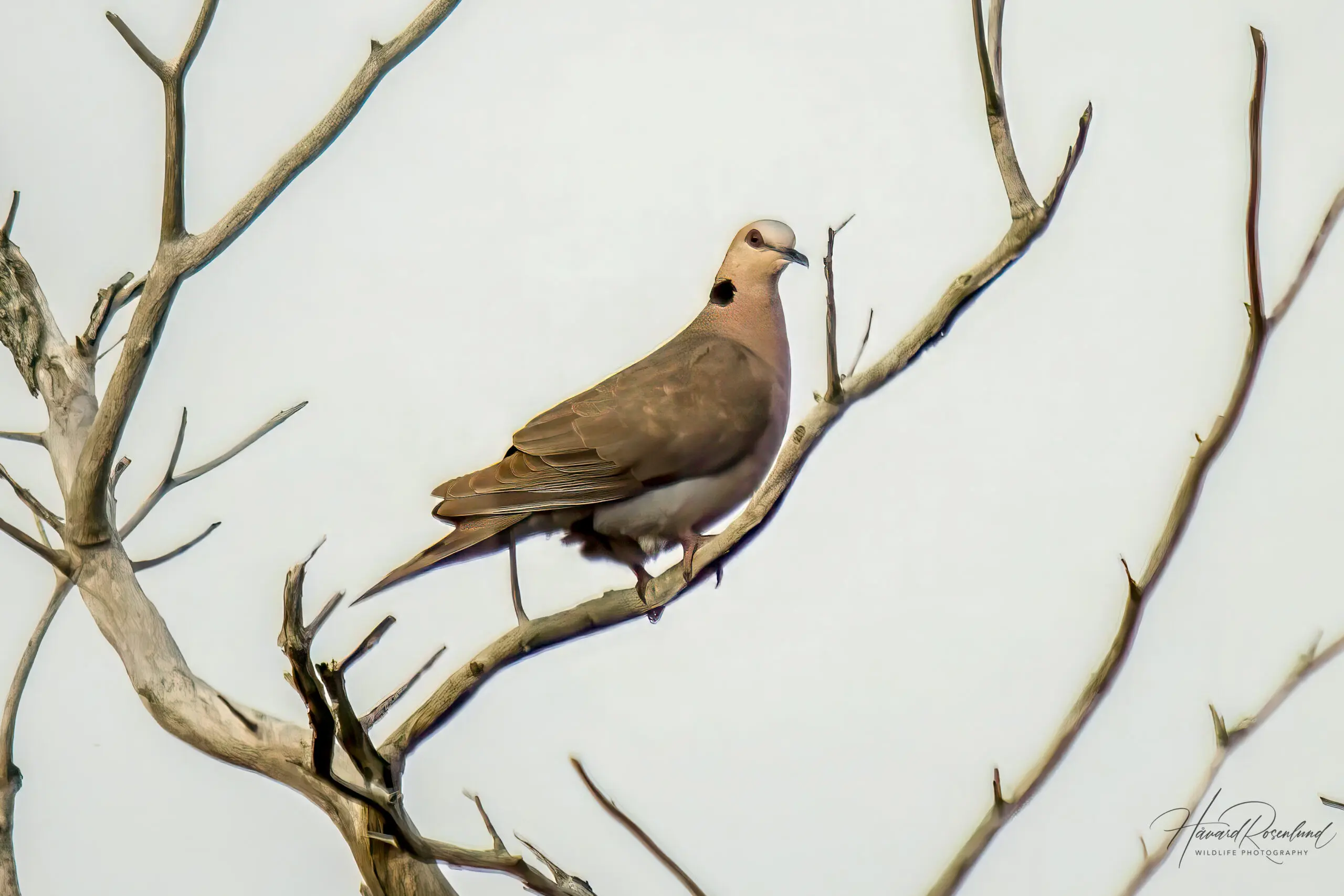 Red-eyed Dove (Streptopelia semitorquata) @ Tembe Elephant Park, South Africa. Photo: Håvard Rosenlund