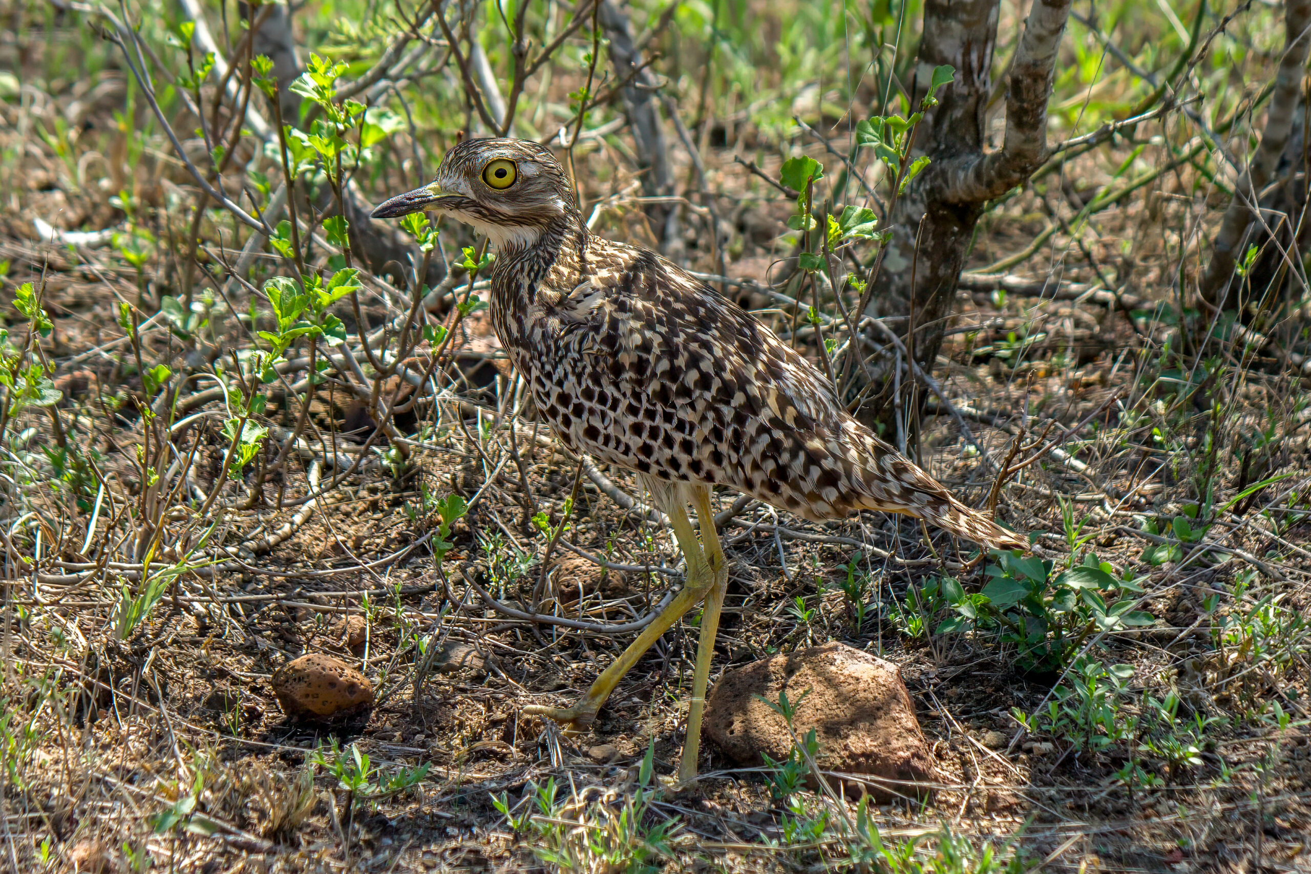 Spotted Thick-knee (Burhinus capensis) @ Ndumo Game Reserve, South Africa. Photo: Håvard Rosenlund